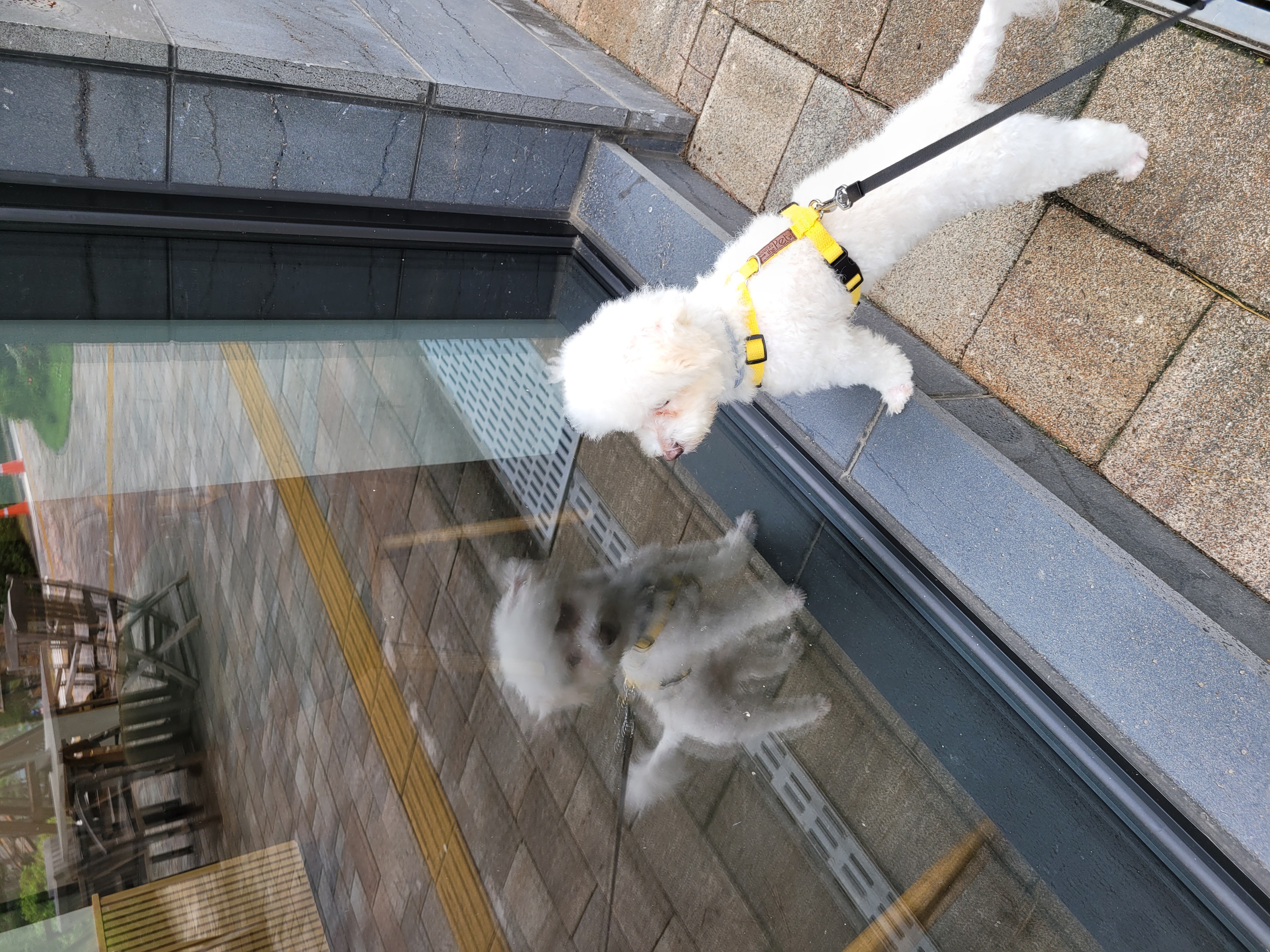 도담(말랭)이의 한달 이야기