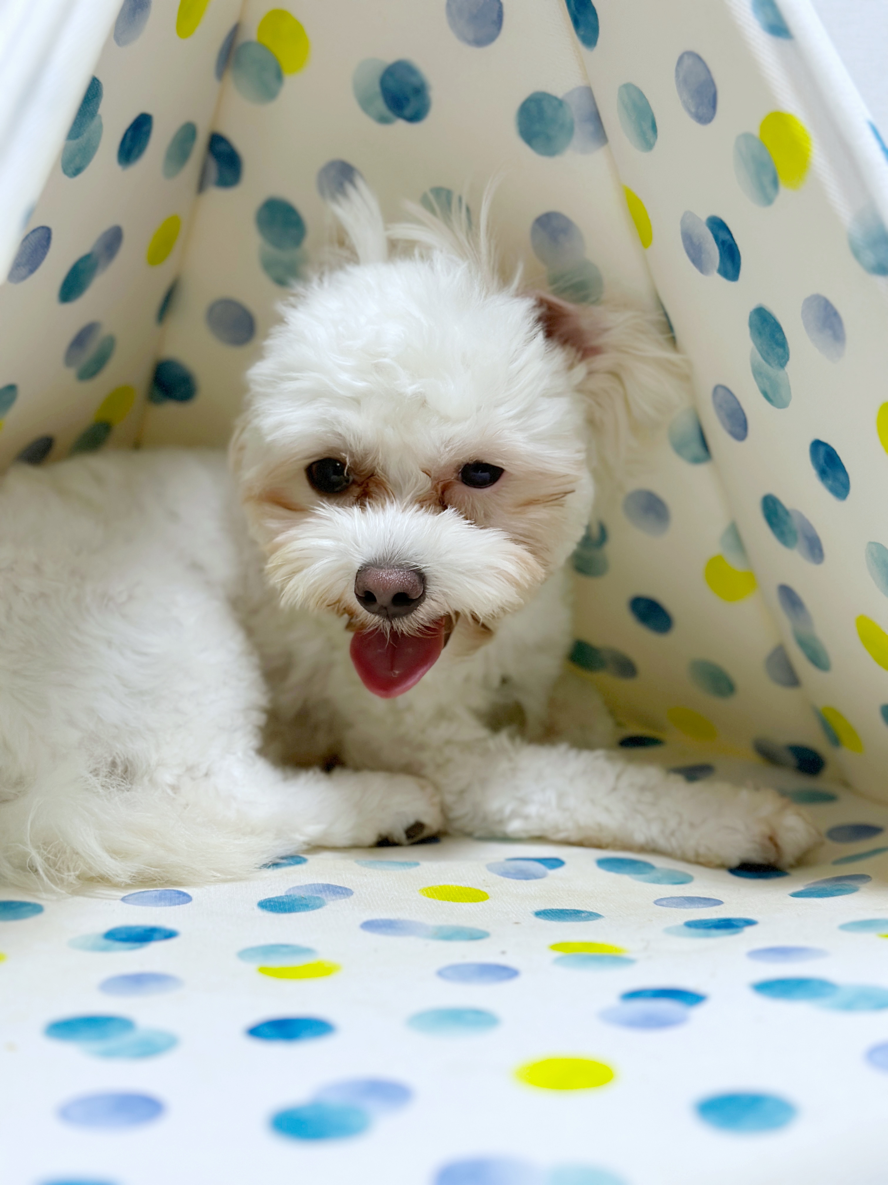 베베(말론)의 한달 차 이야기 