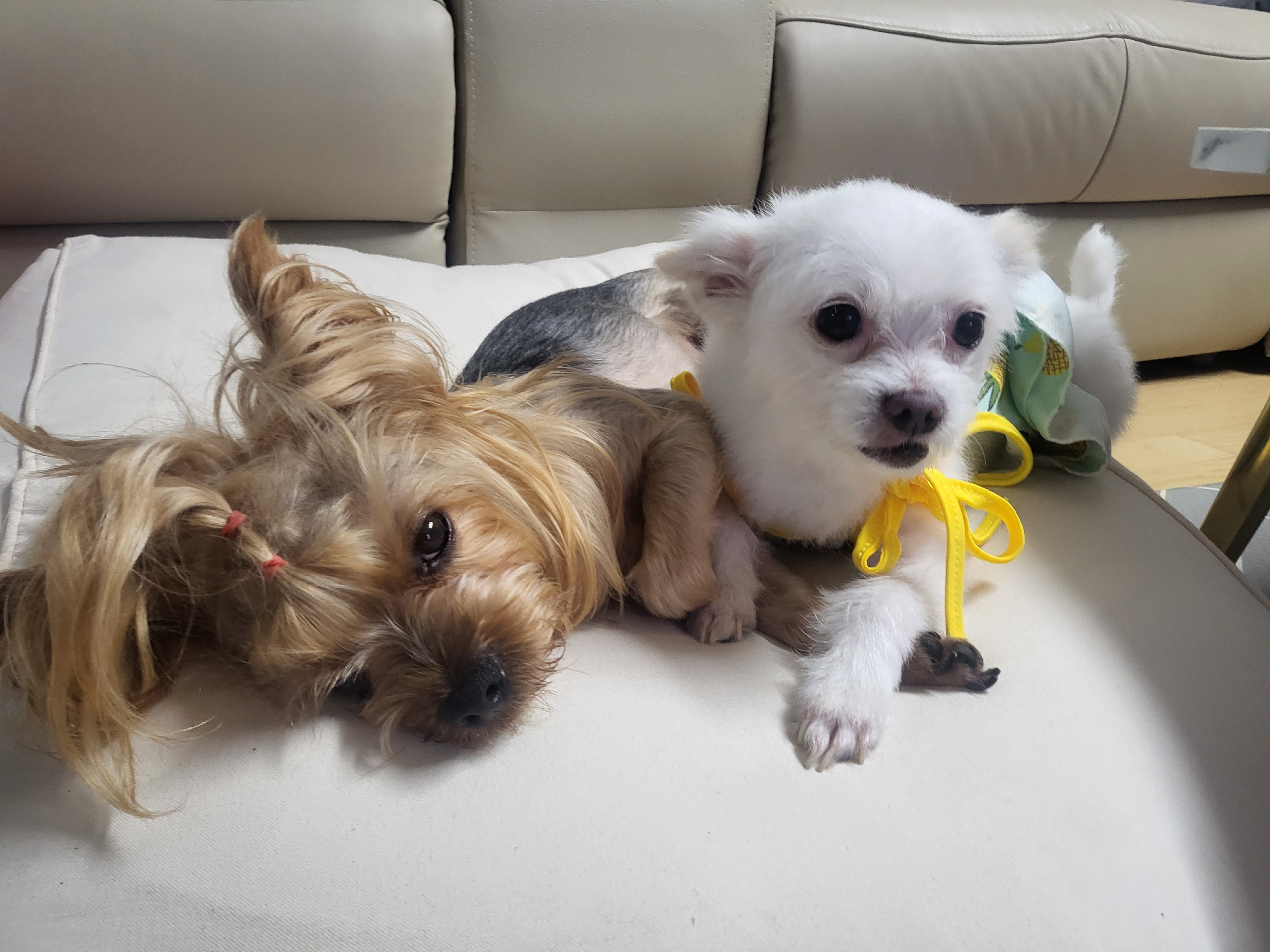 아산구조견 오투(현재 설희) 입양 두달째입니다^^