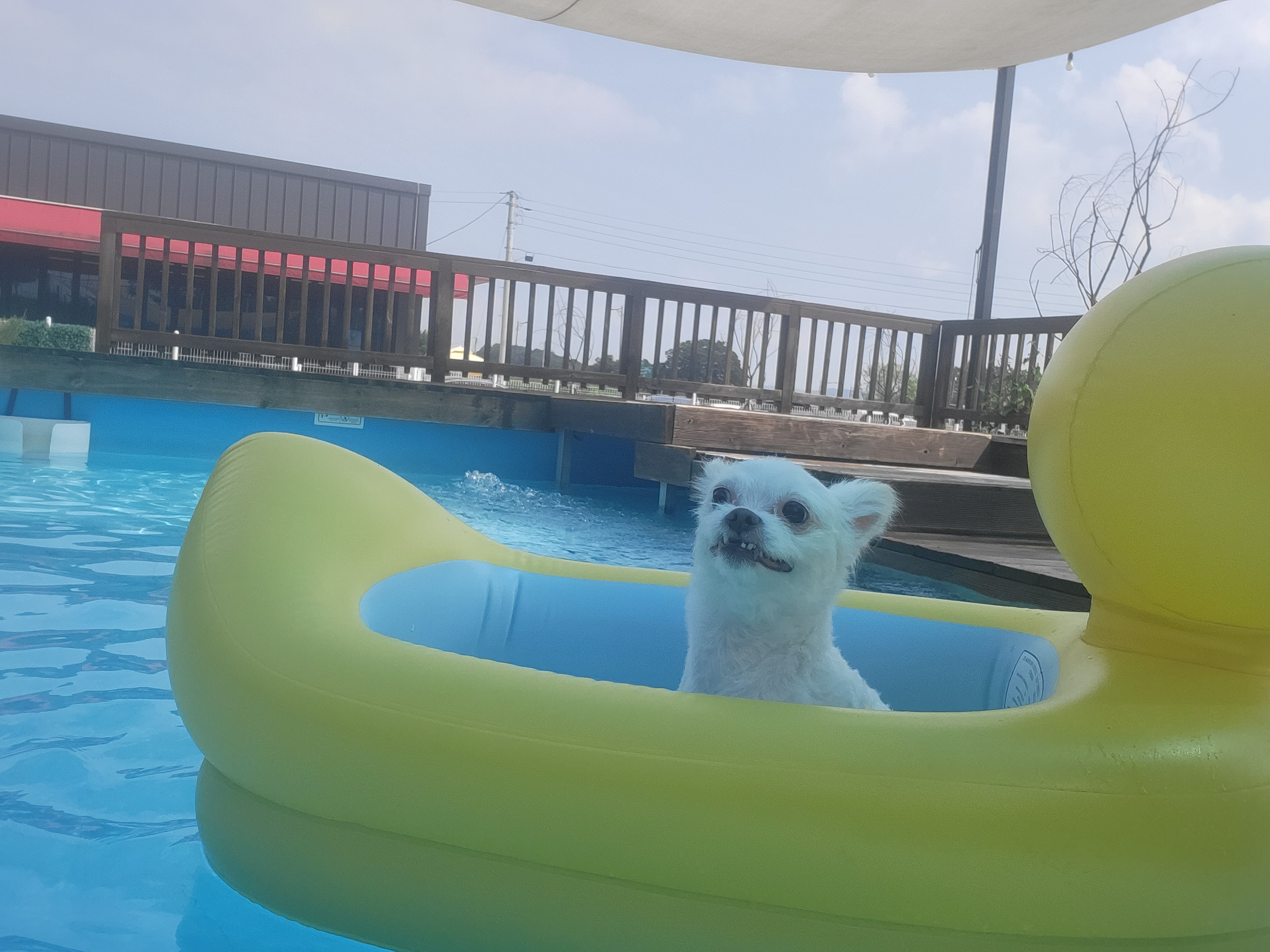 아산구조견 오투(현재 설희) 입양 두달째입니다^^