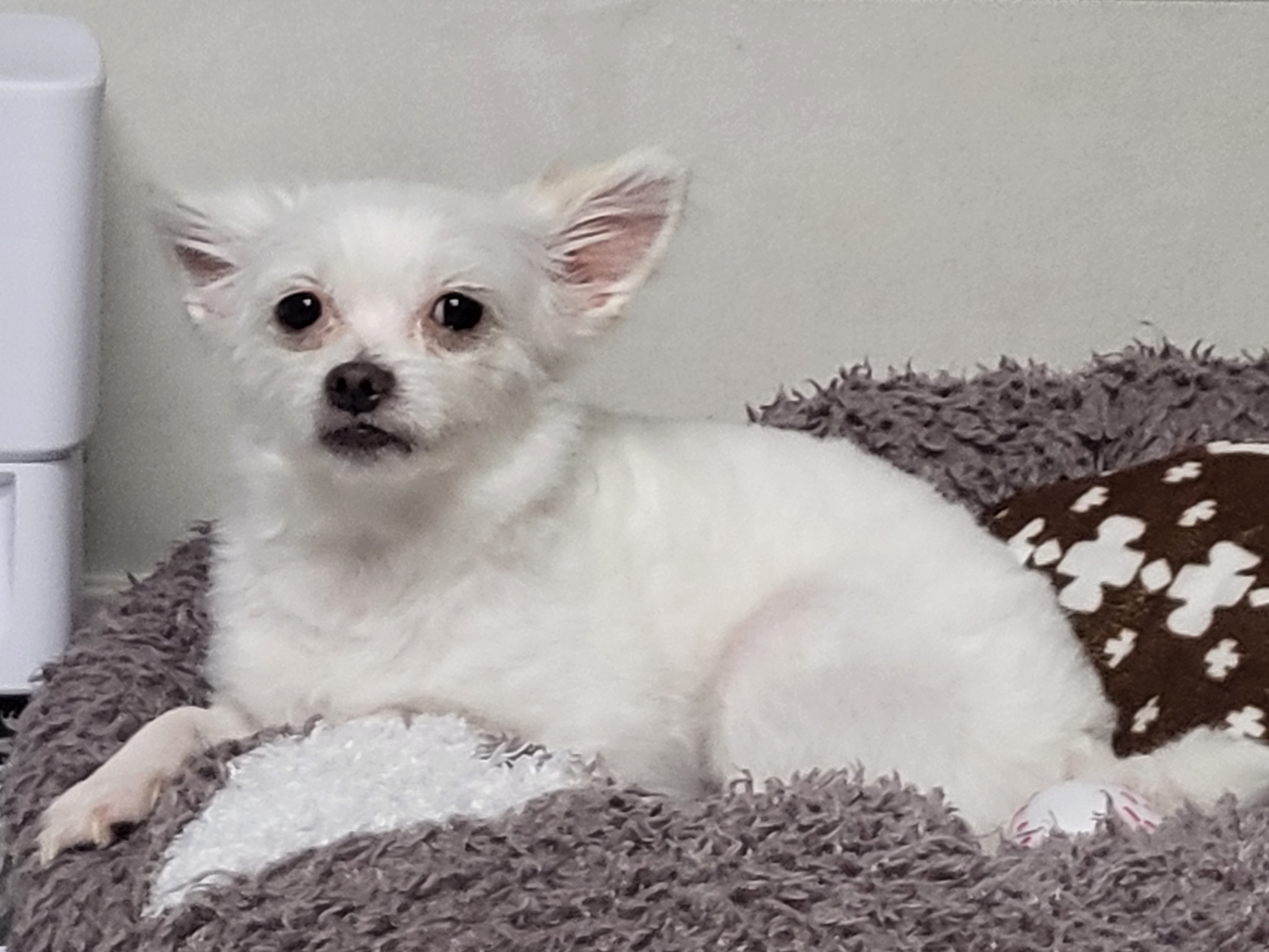 아산구조견 오투(현재 설희) 입양 두달째입니다^^