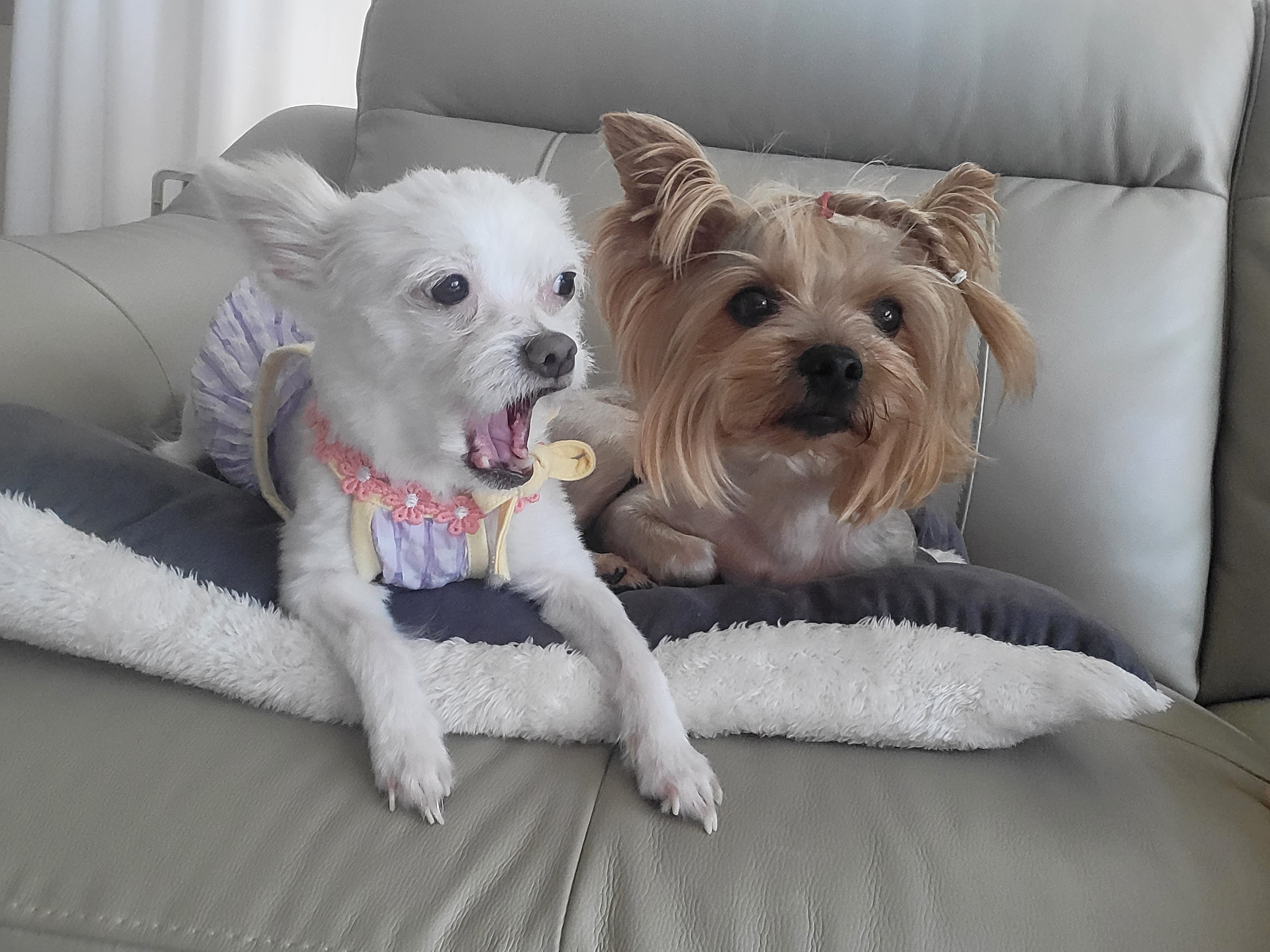 아산구조견 오투(현재 설희) 입양 두달째입니다^^