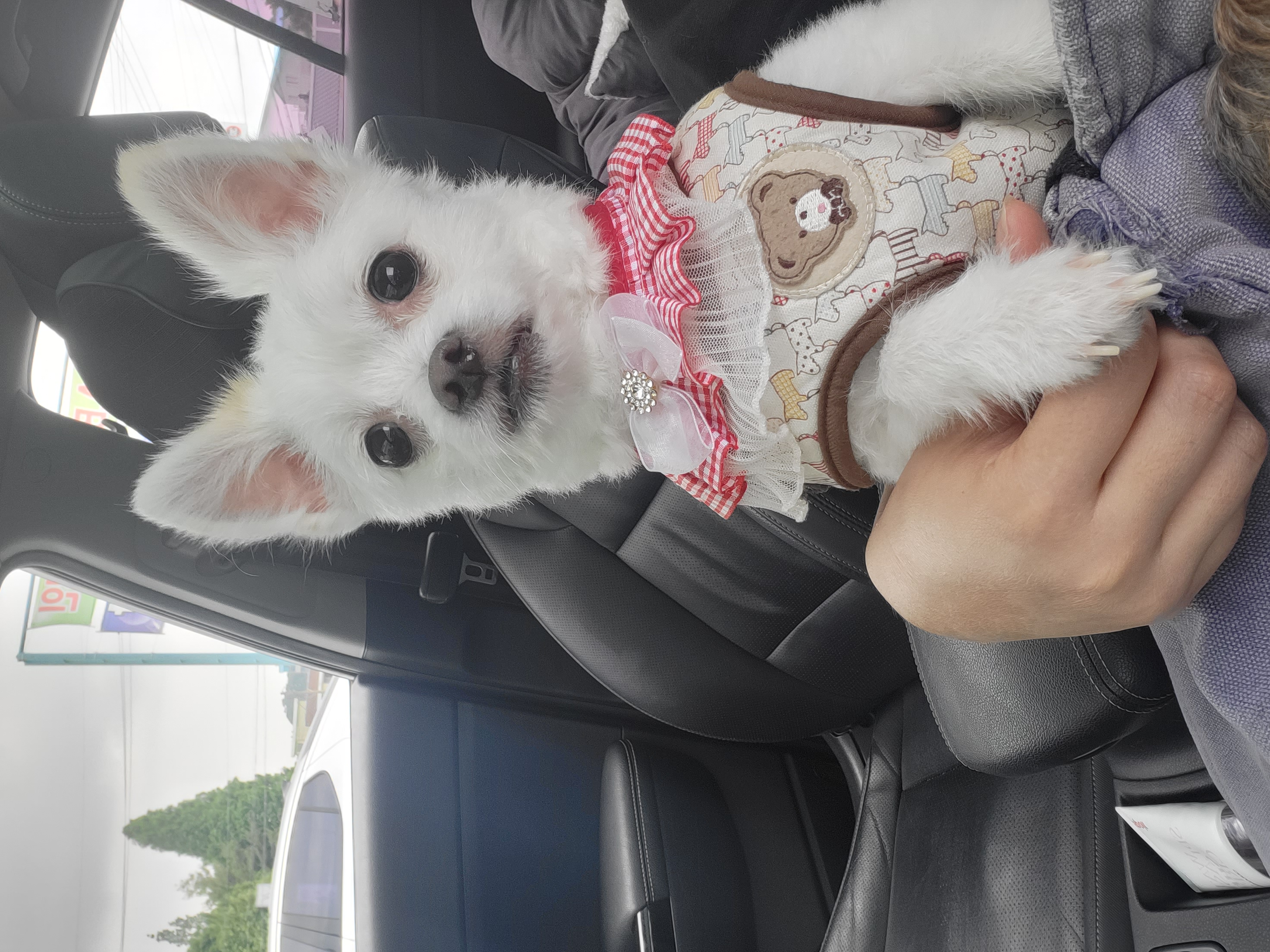 아산구조견 오투(현재 설희) 입양 두달째입니다^^