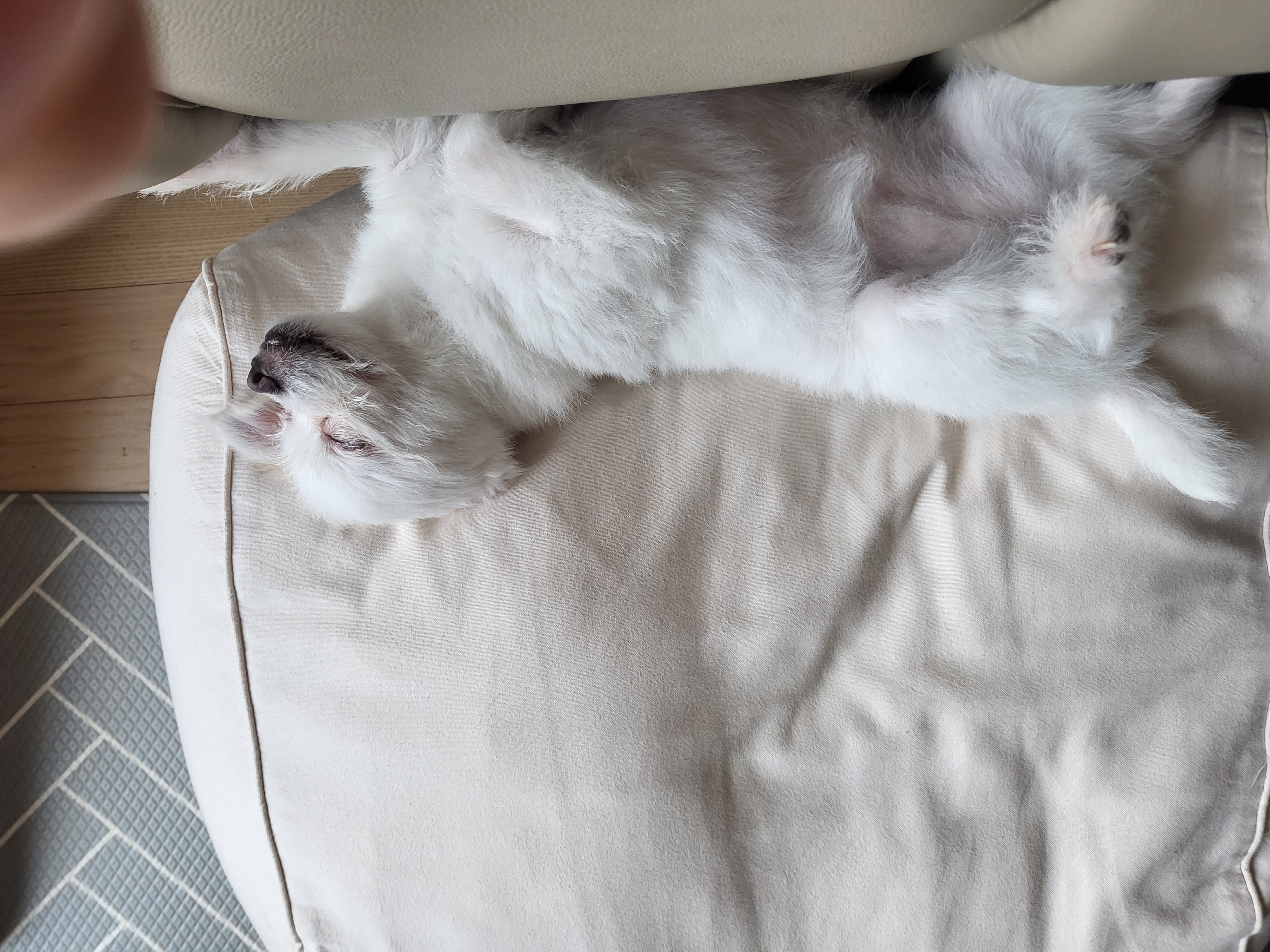 아산구조견 오투(현재 설희) 입양 두달째입니다^^