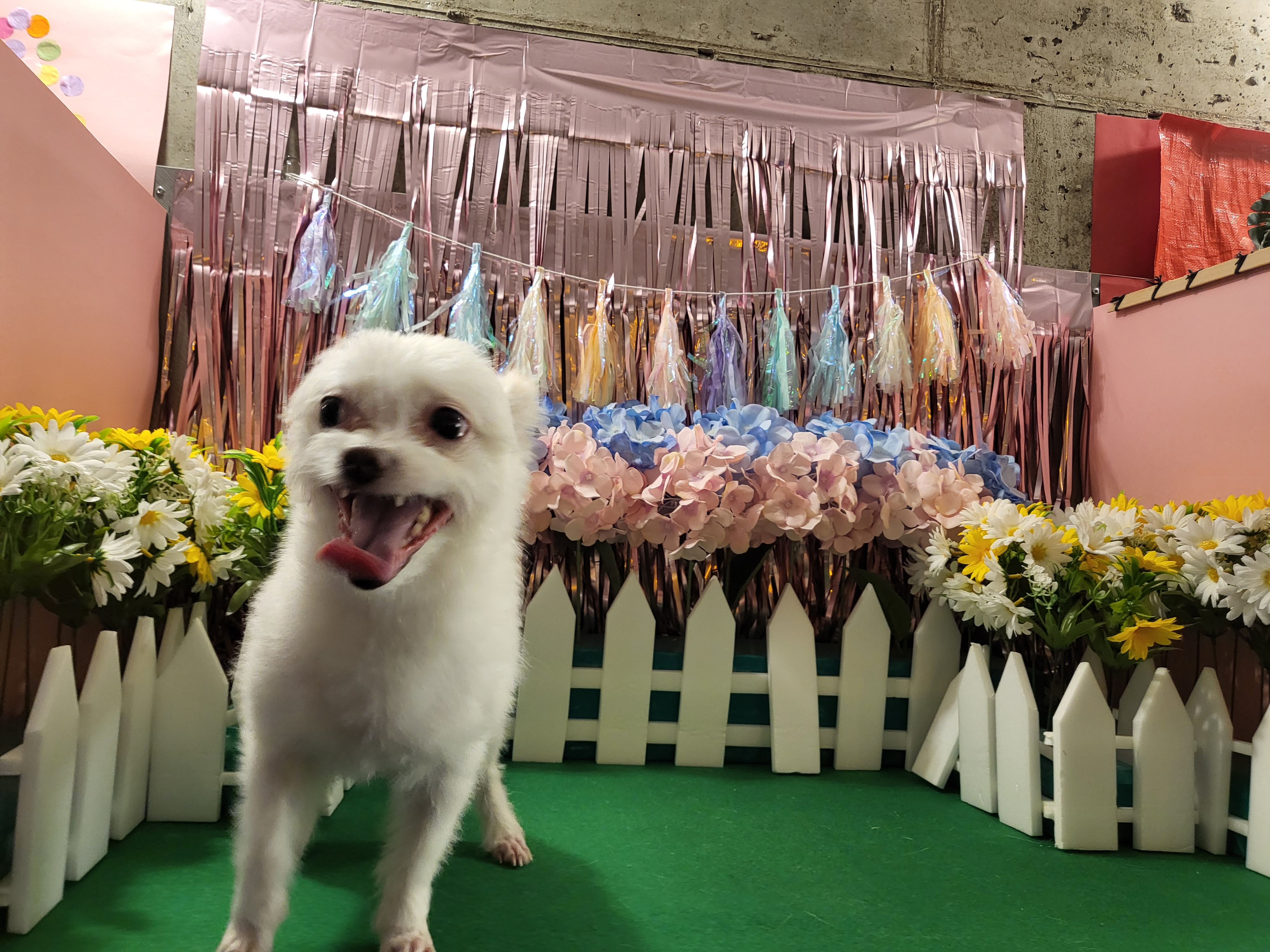 아산구조견 오투(현재 설희) 입양 두달째입니다^^