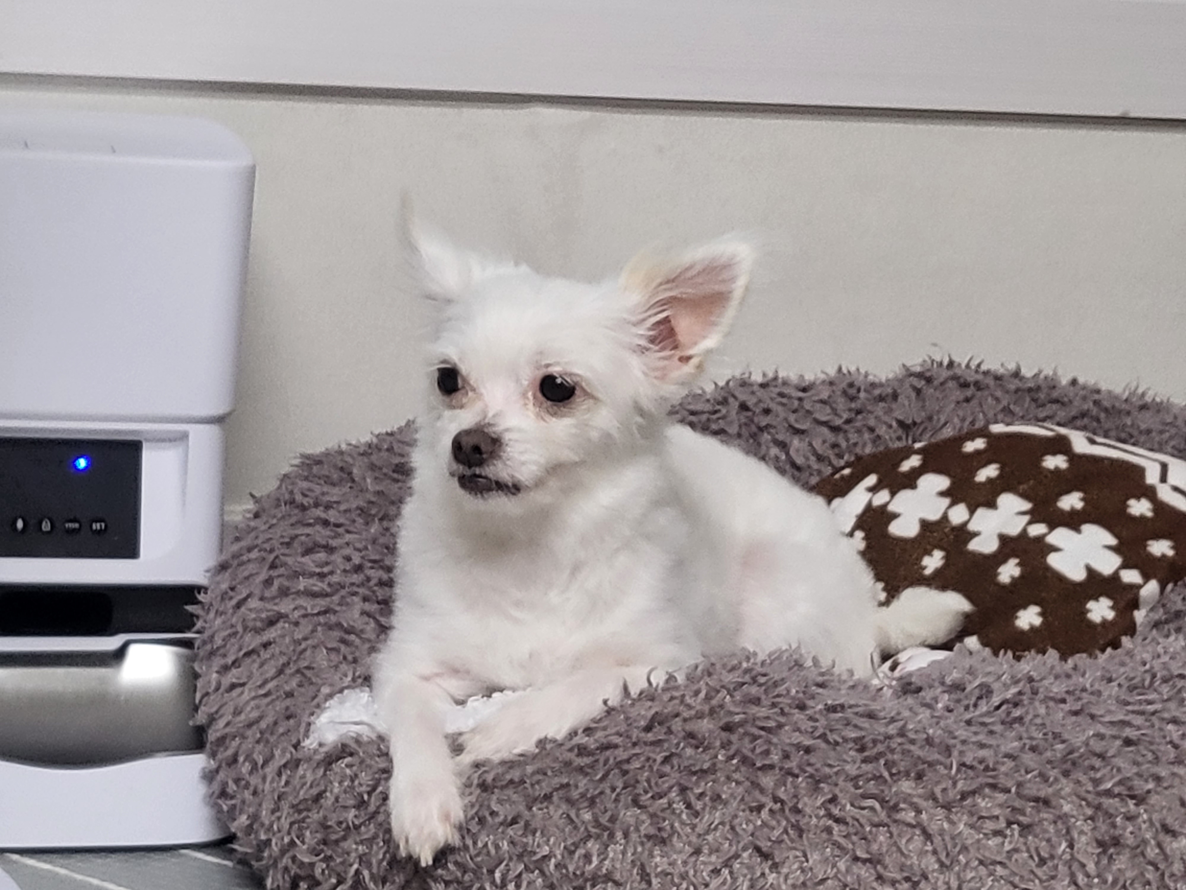 아산구조견 오투(현재 설희) 입양 두달째입니다^^