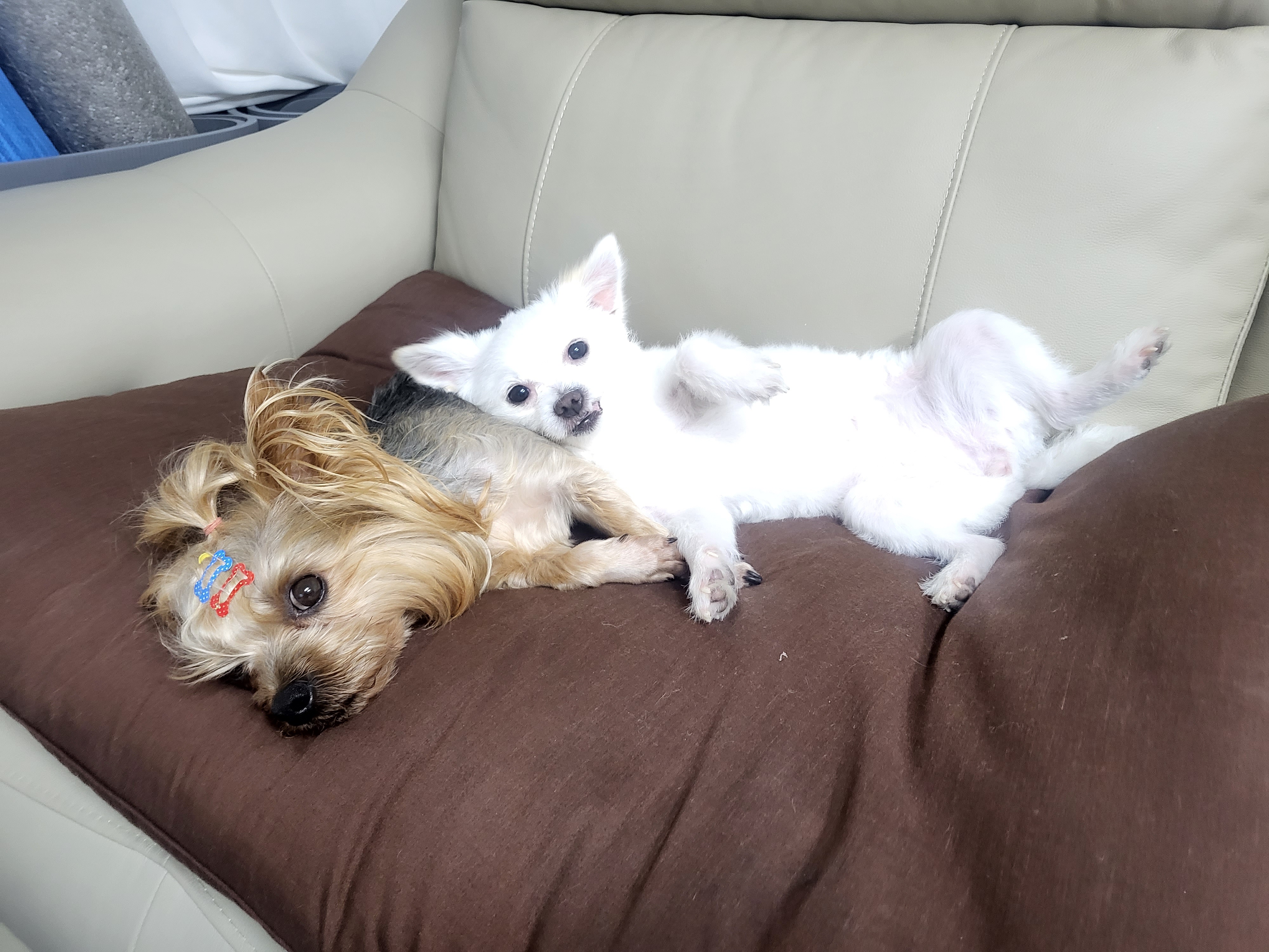 아산구조견 오투(현재 설희) 입양 두달째입니다^^