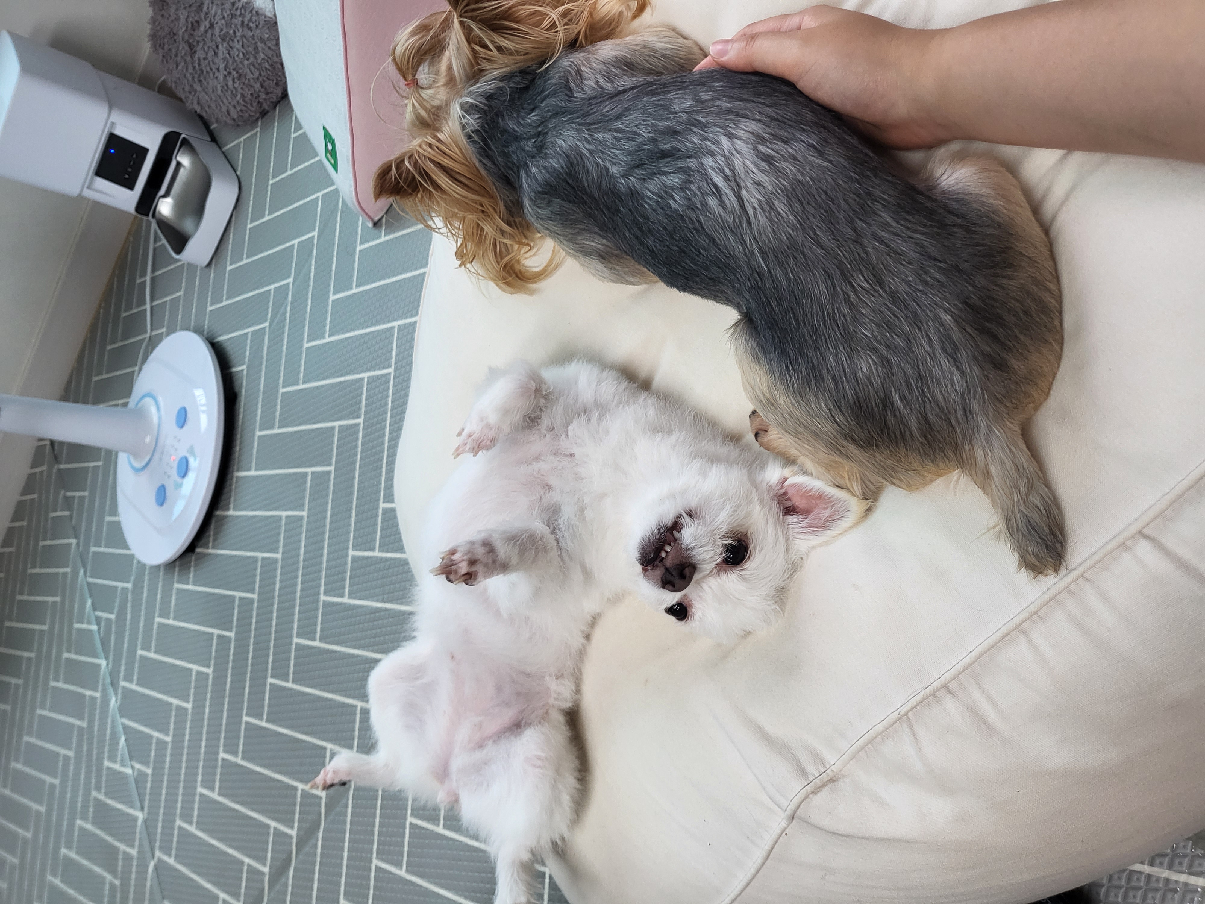 아산구조견 오투(현재 설희) 입양 두달째입니다^^