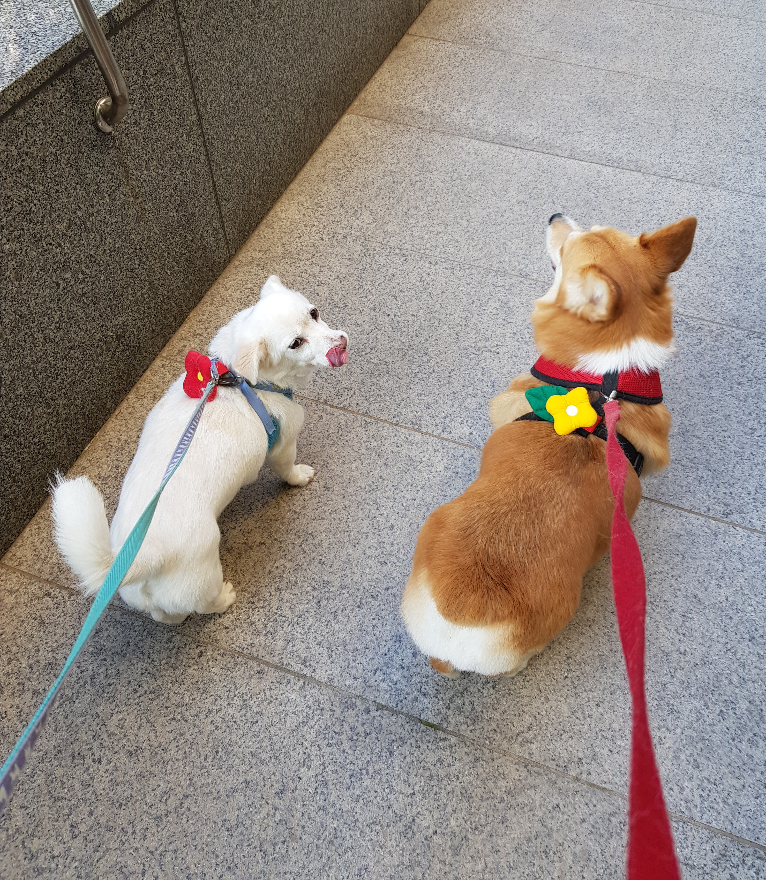 엘리스 잘지내요