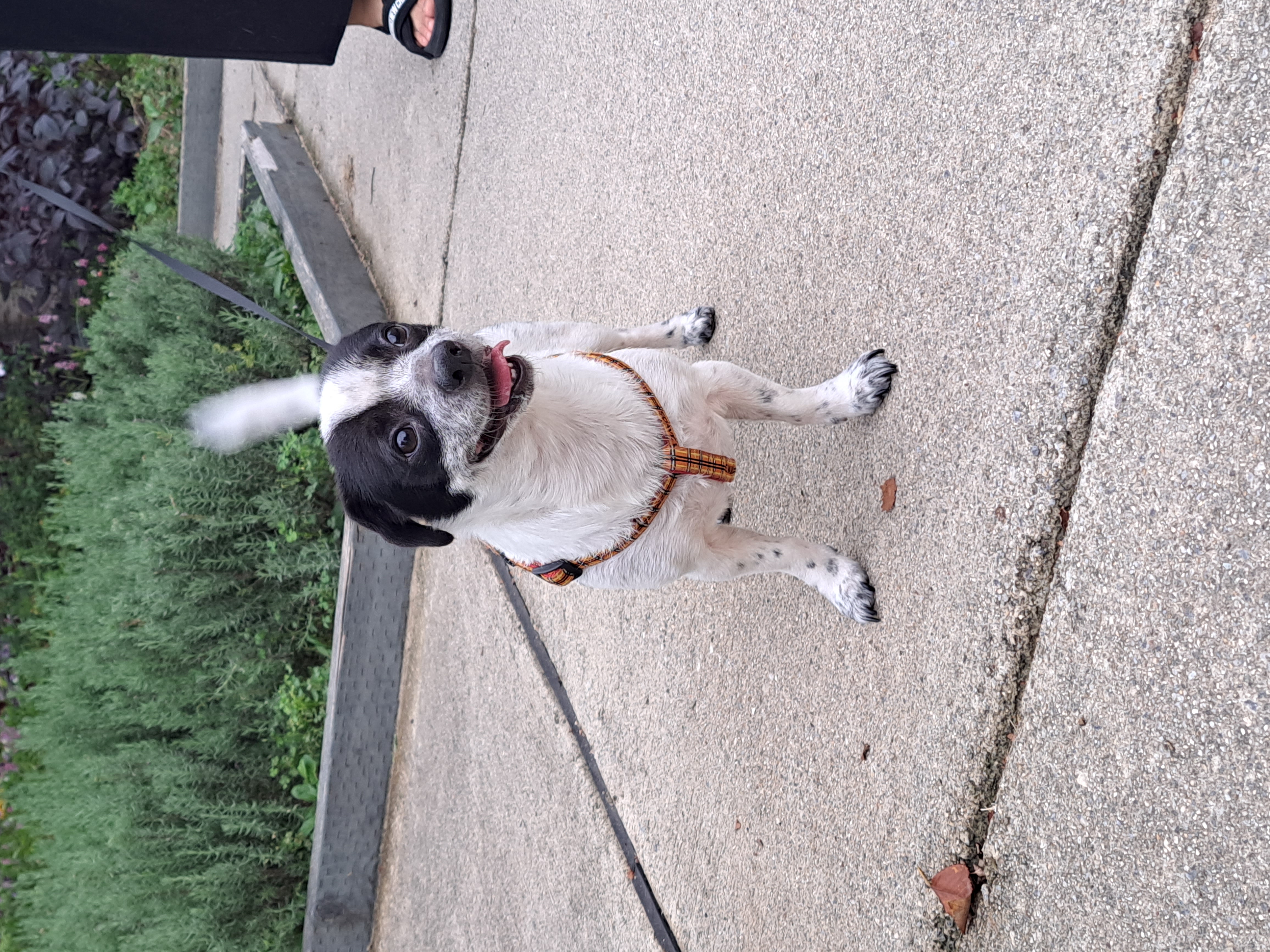 깨비(다일이)가 가족이 된 지 2년이 지났어요!