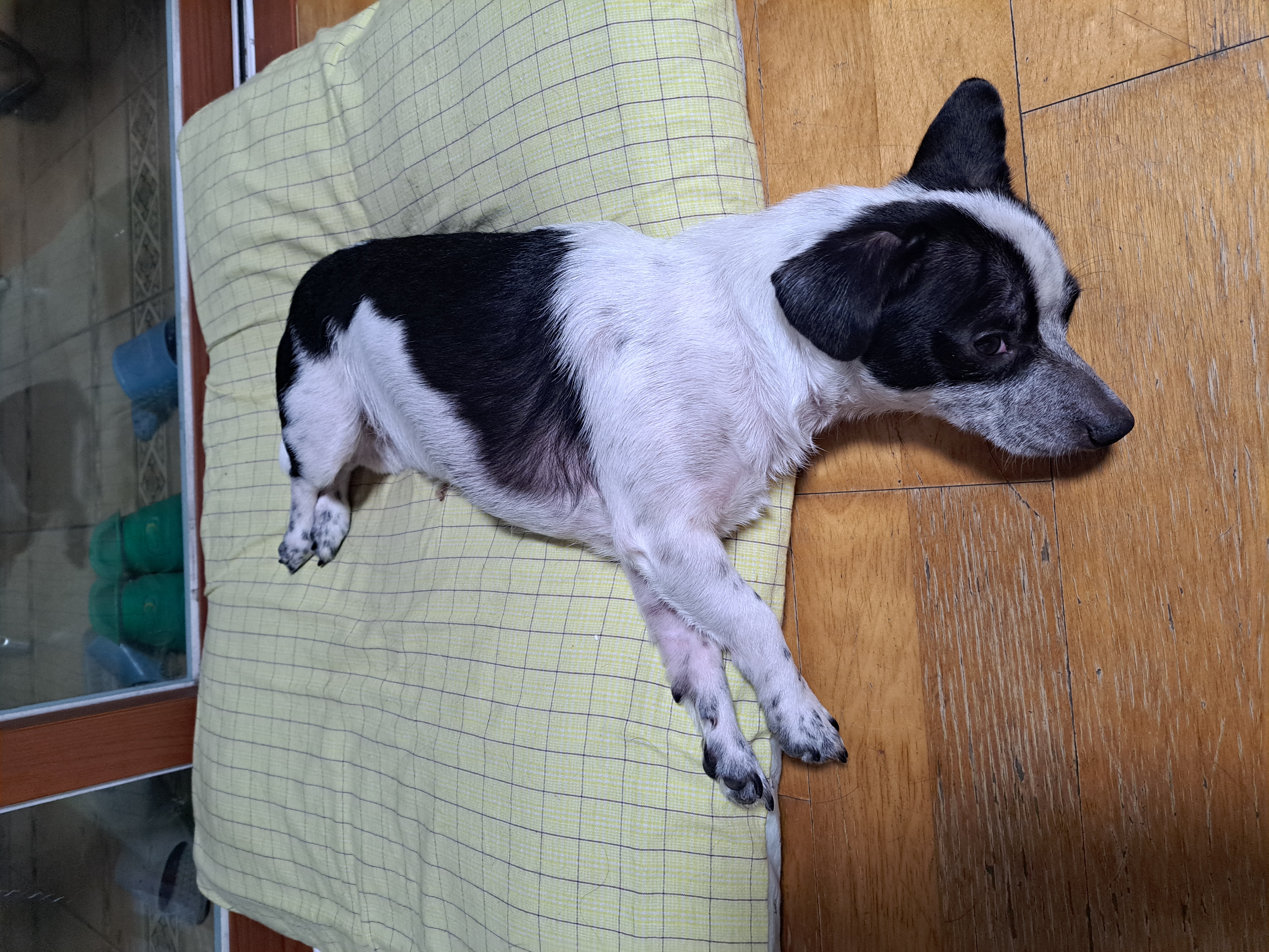 깨비(다일이)가 가족이 된 지 2년이 지났어요!