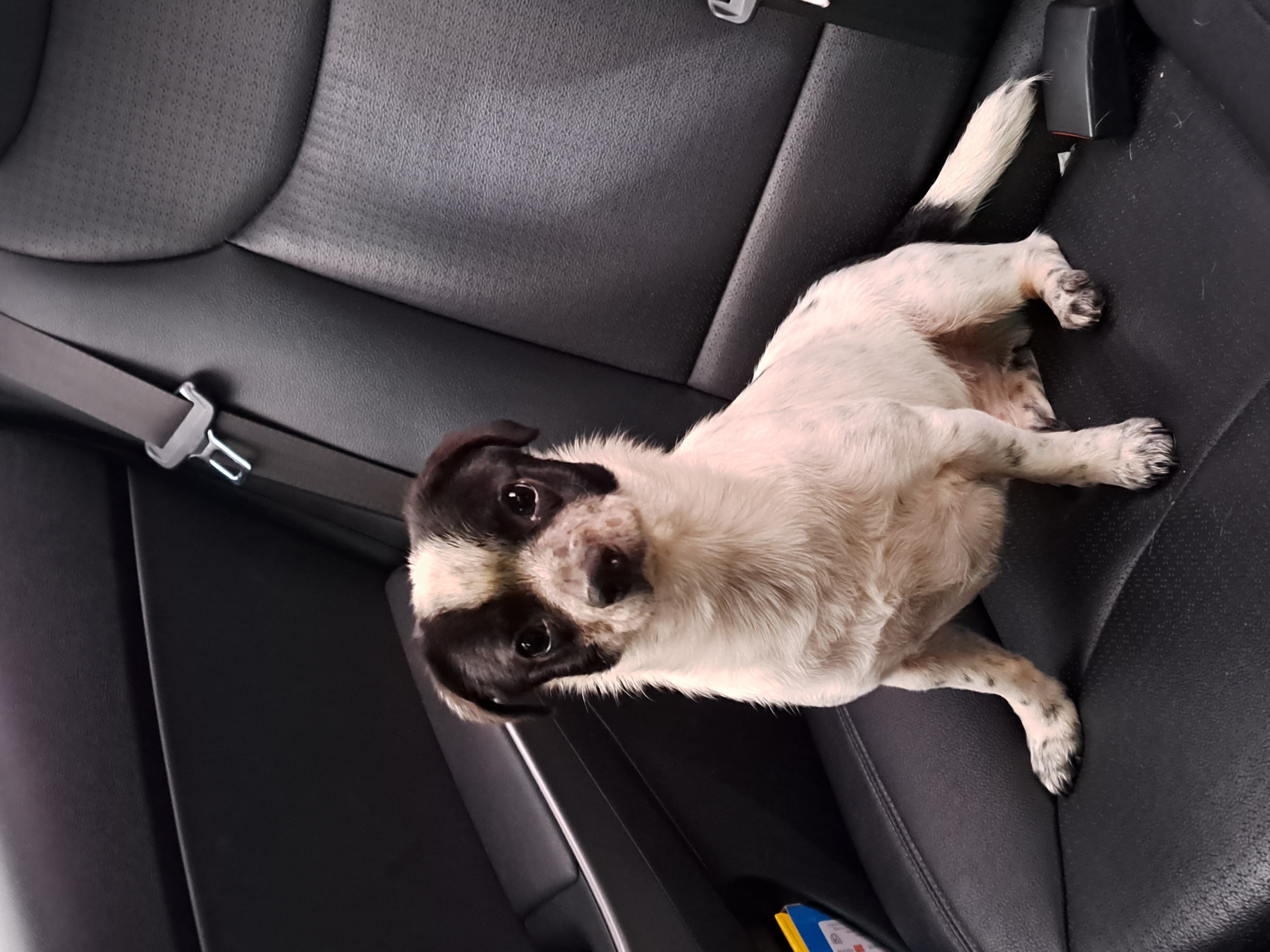 깨비(다일이)가 가족이 된 지 2년이 지났어요!