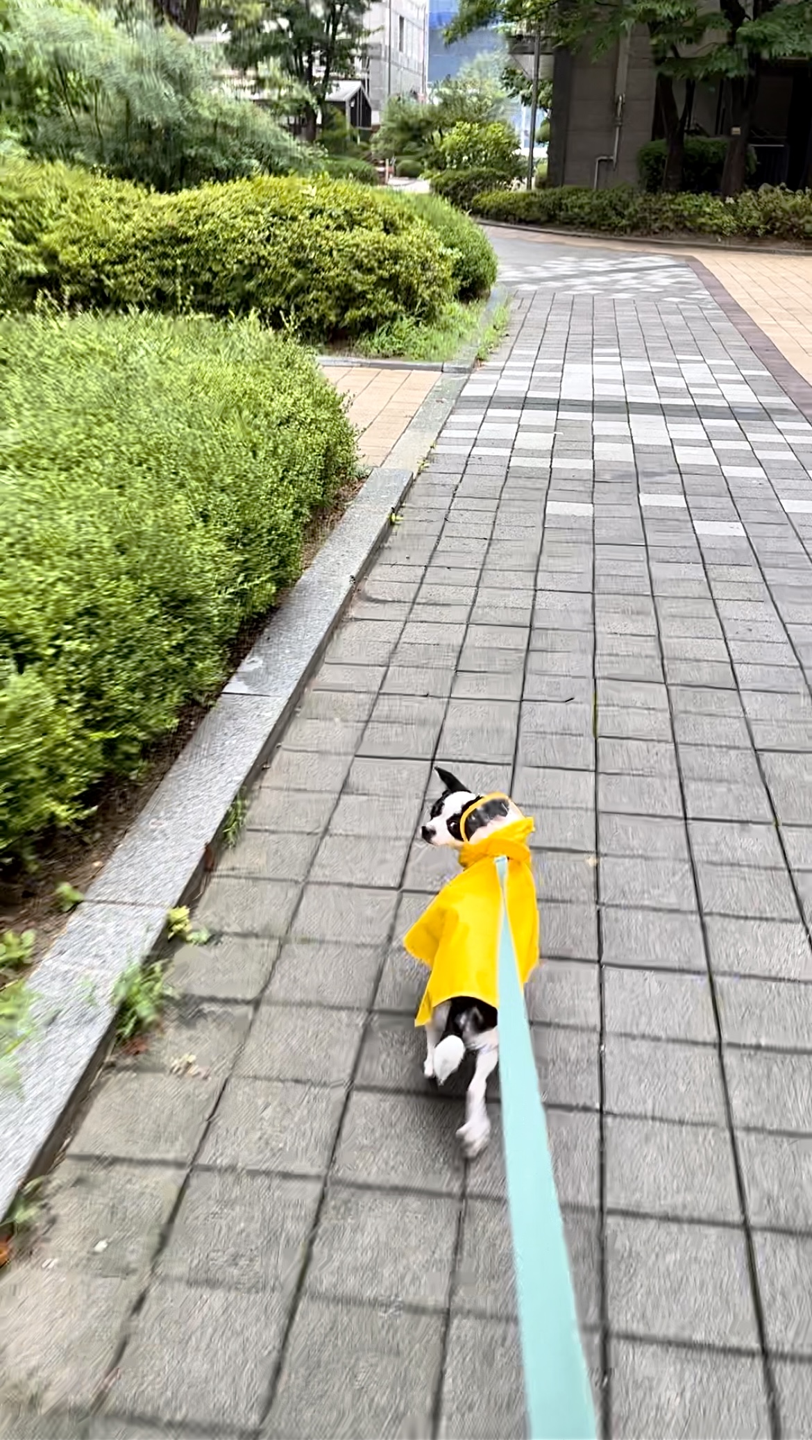 가을이(모뜨)와 2년~