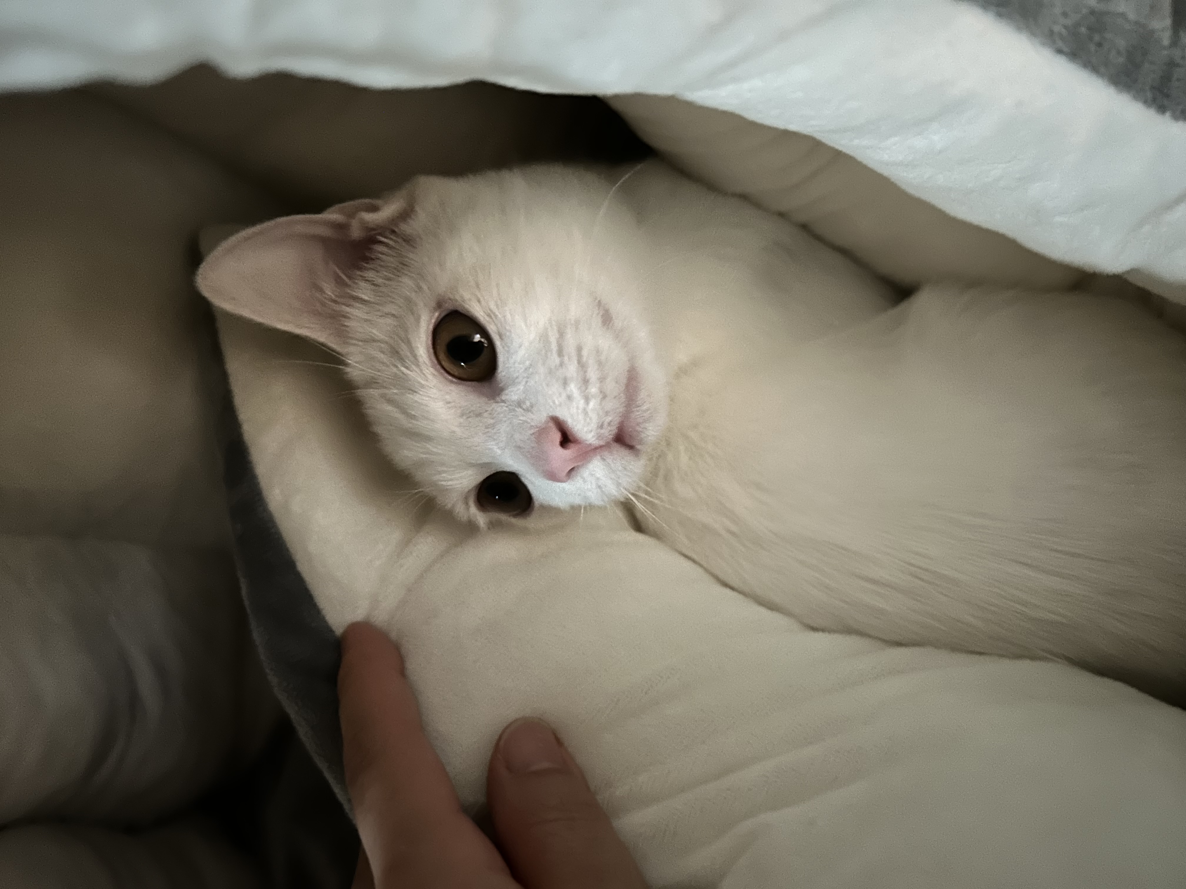 우리집 사랑둥이 막내가 된 다윈이의 첫 일주일