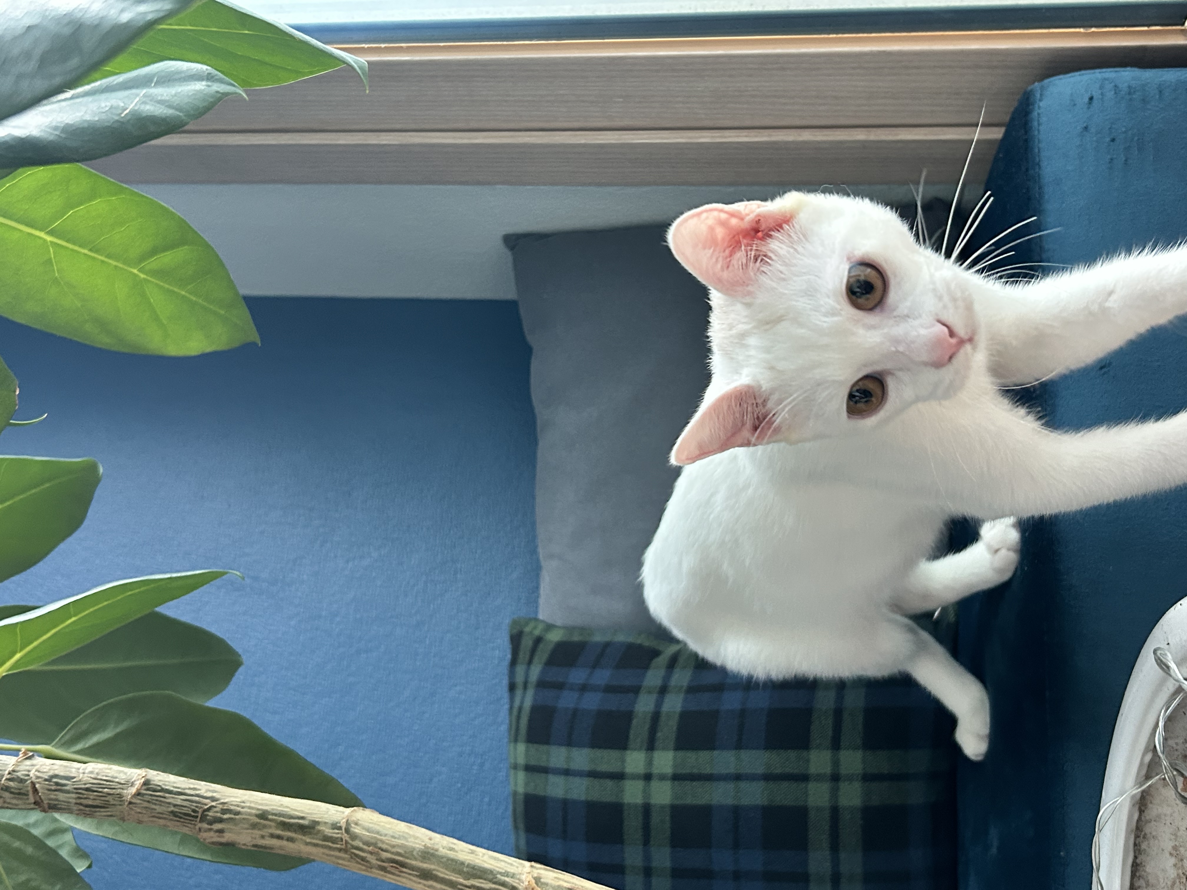 우리집 사랑둥이 막내가 된 다윈이의 첫 일주일