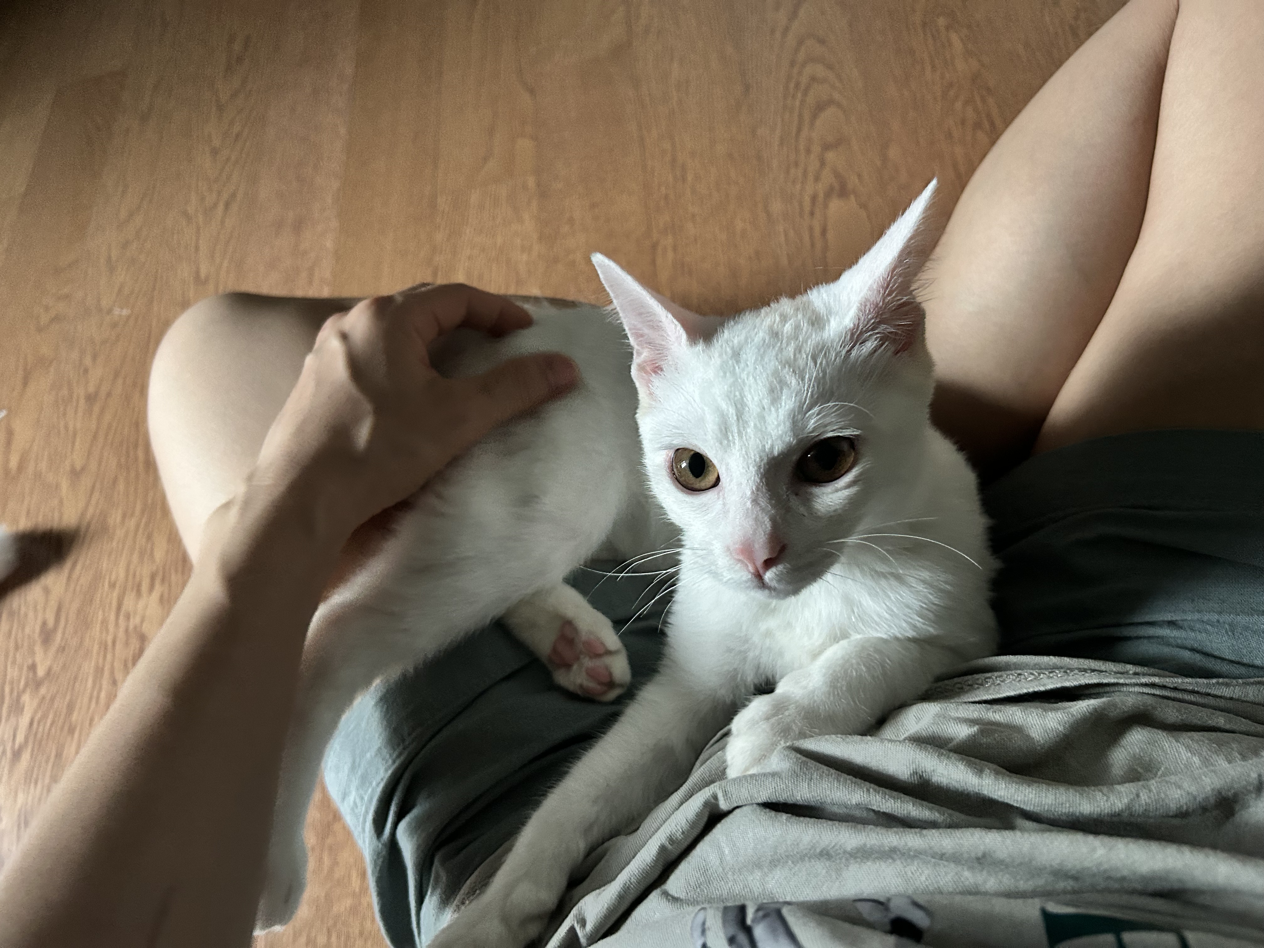 우리집 사랑둥이 막내가 된 다윈이의 첫 일주일