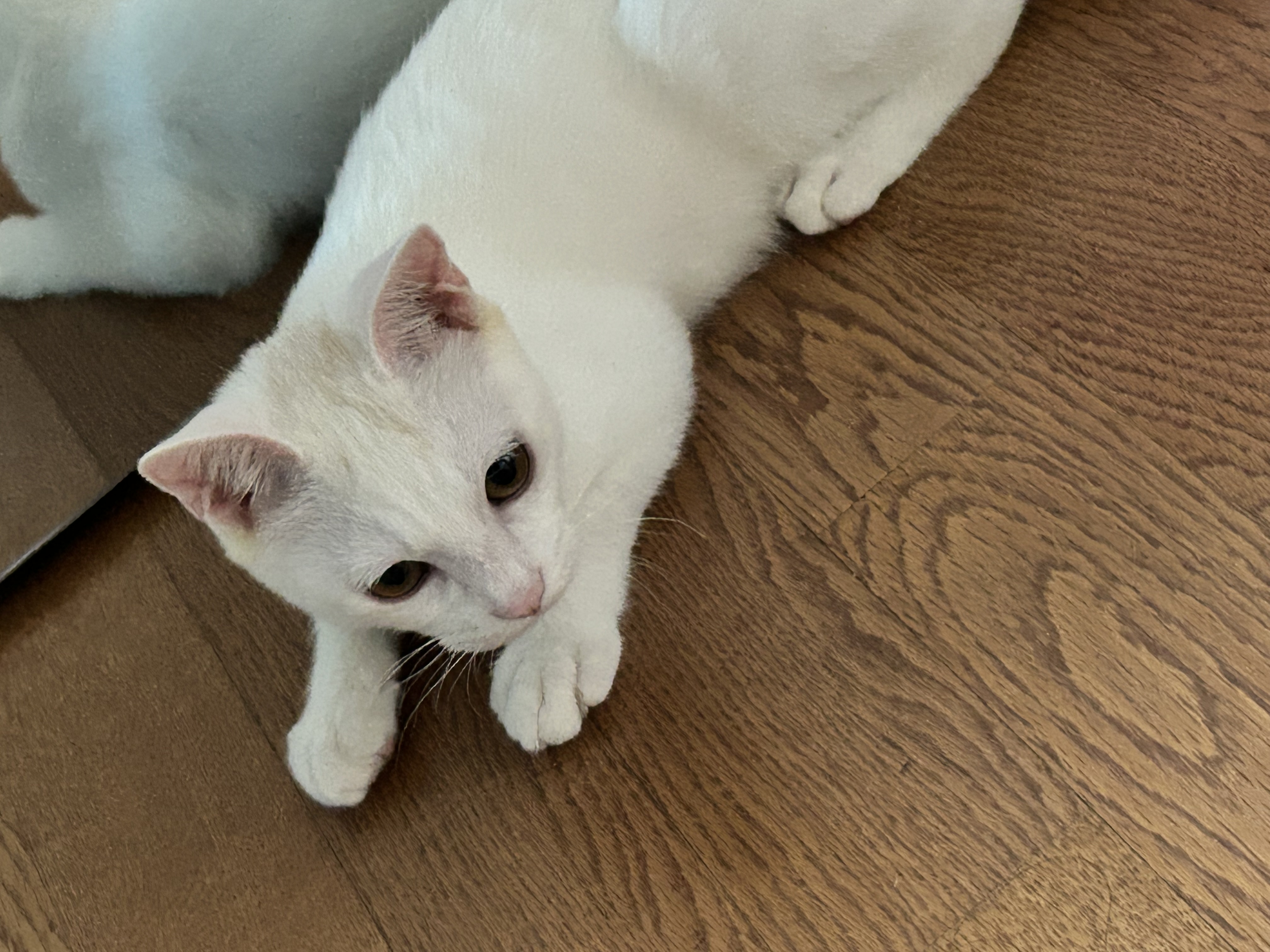 우리집 사랑둥이 막내가 된 다윈이의 첫 일주일