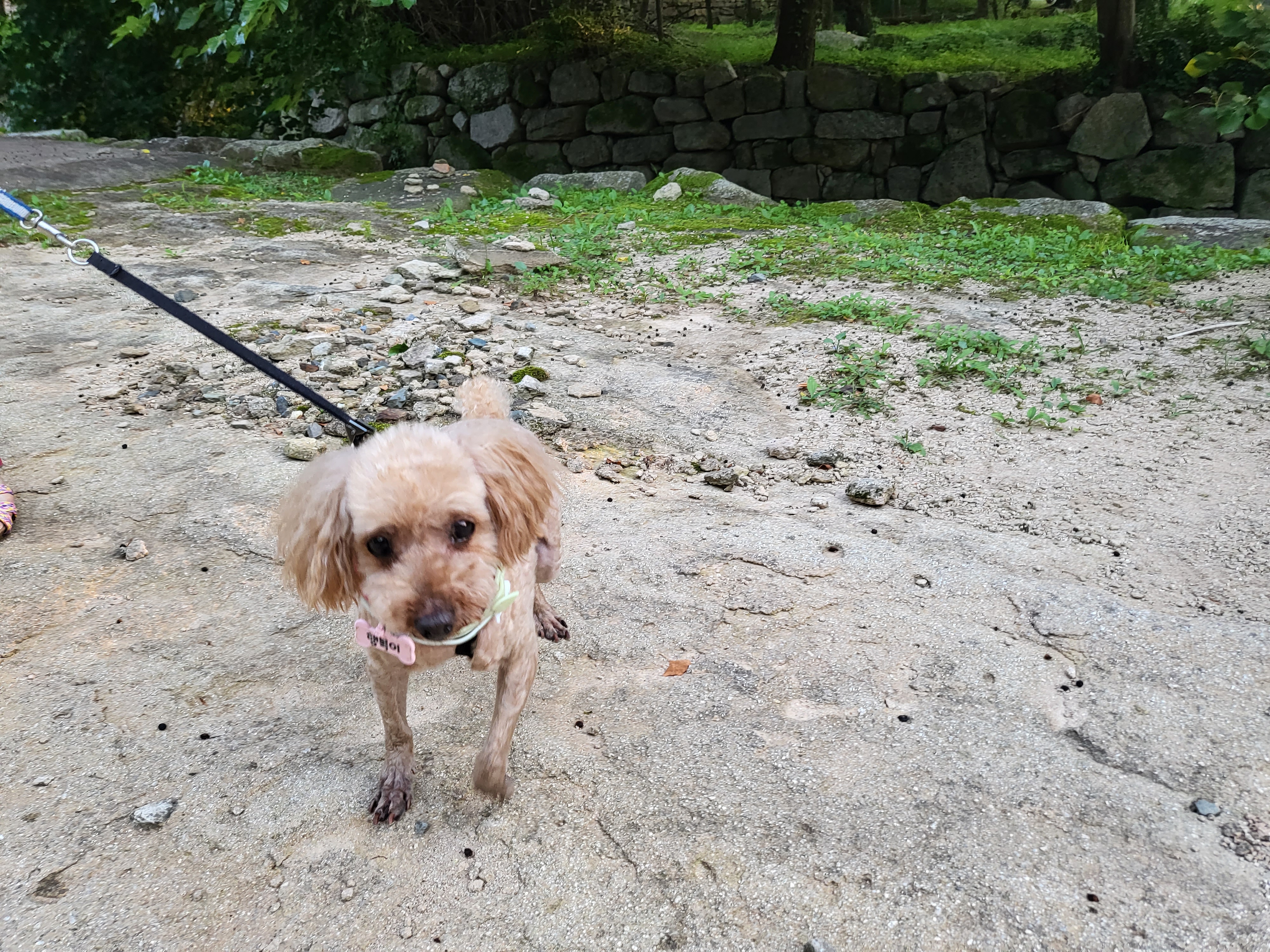 행복이(구 군밤)이 2주년 일기