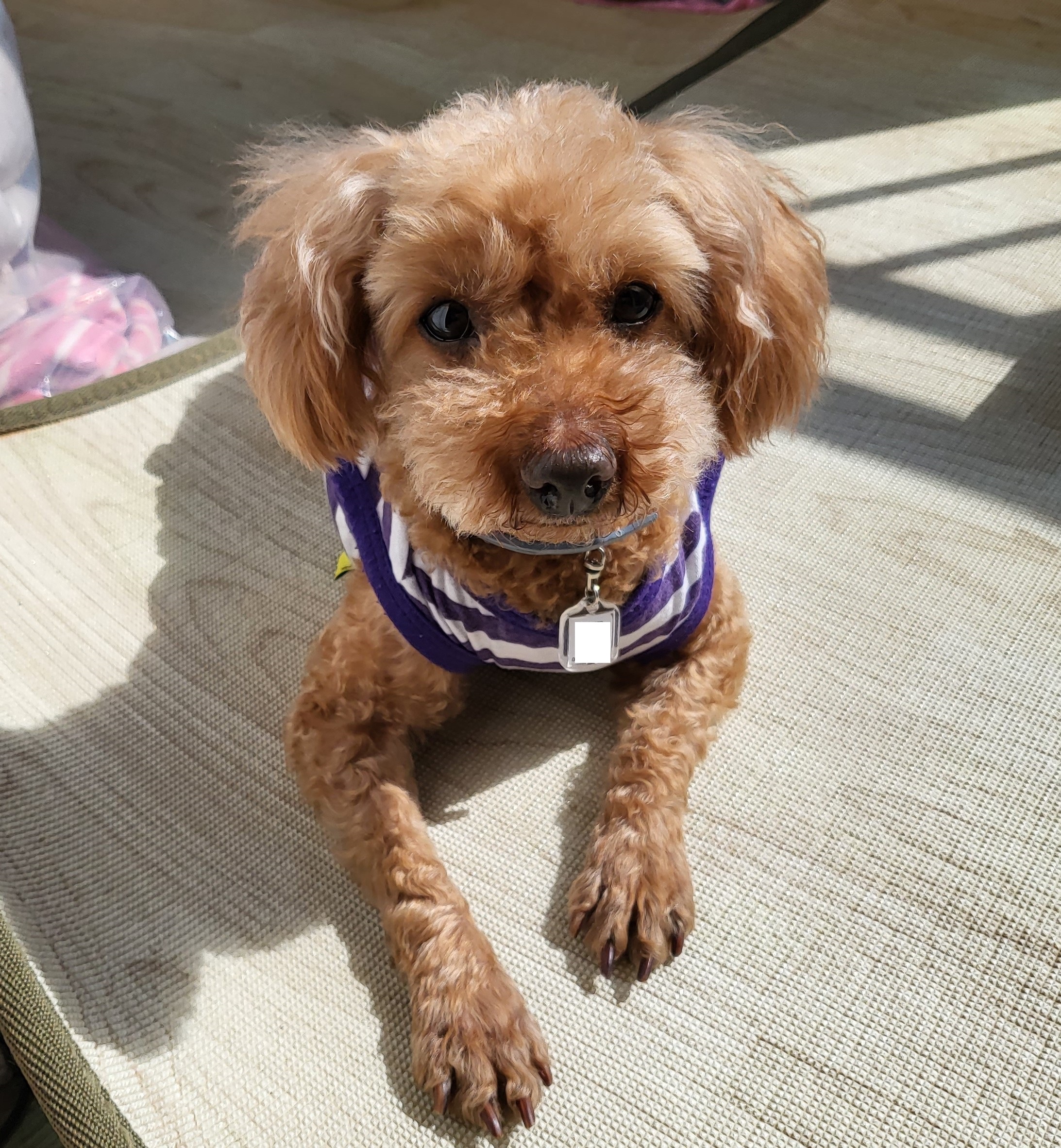 행복이(구 군밤)이 2주년 일기