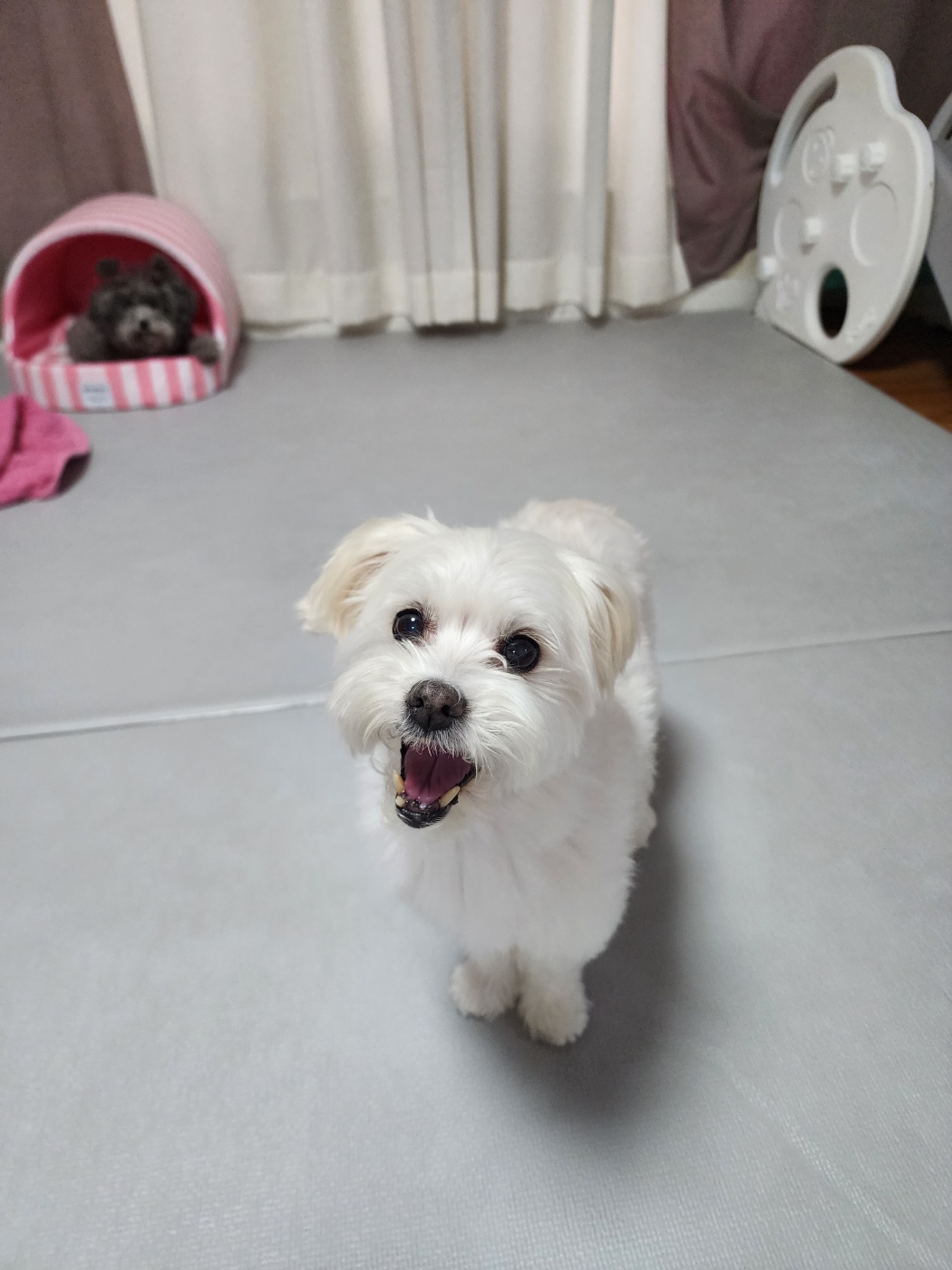 너 T야? 응 나 T야! 큐T, 프리T, 린T~~♡ [1년 입양후기]