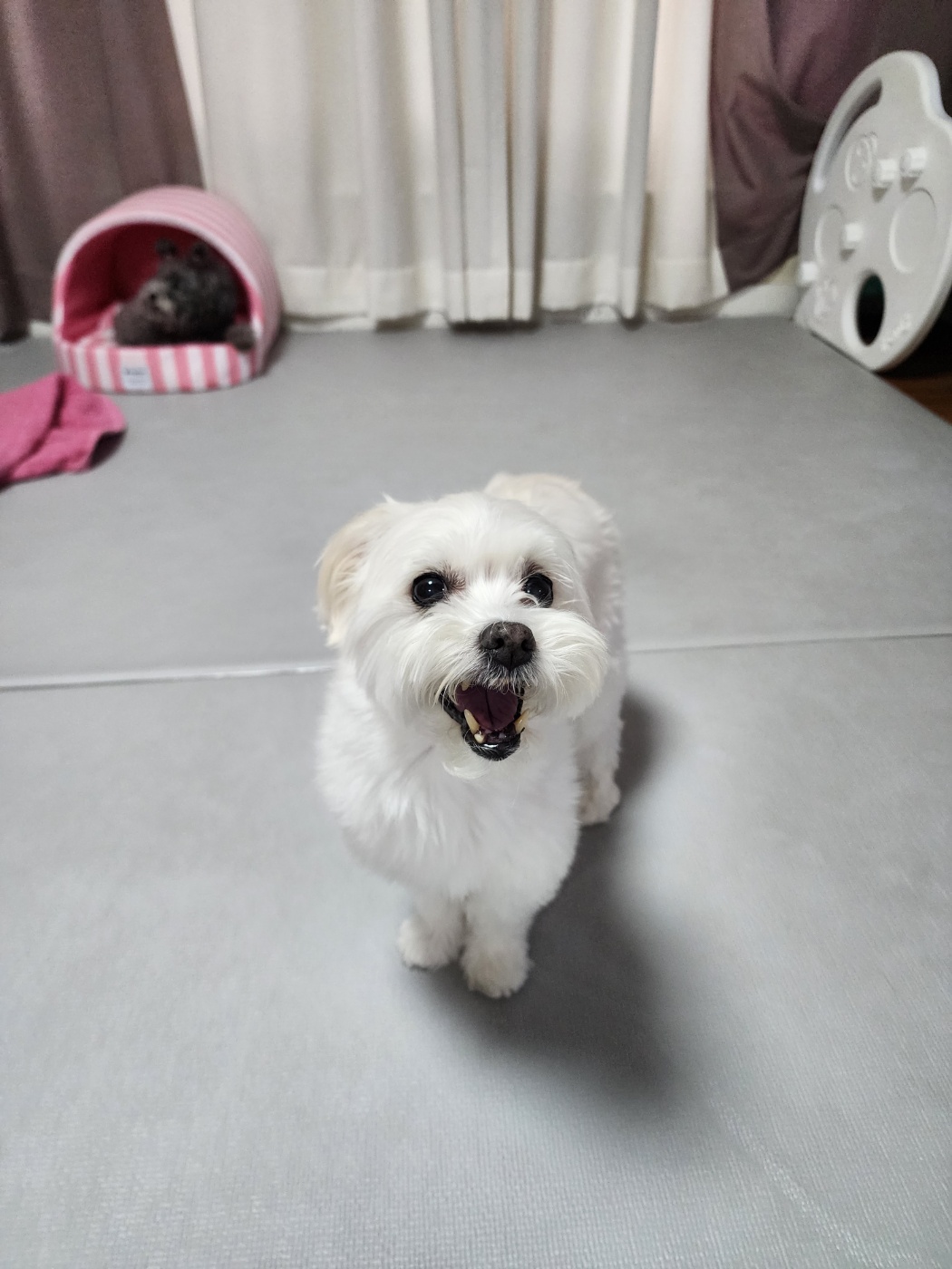 너 T야? 응 나 T야! 큐T, 프리T, 린T~~♡ [1년 입양후기]