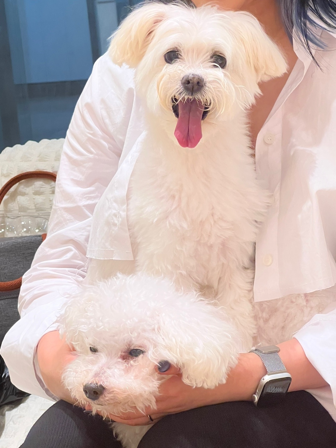 너 T야? 응 나 T야! 큐T, 프리T, 린T~~♡ [1년 입양후기]