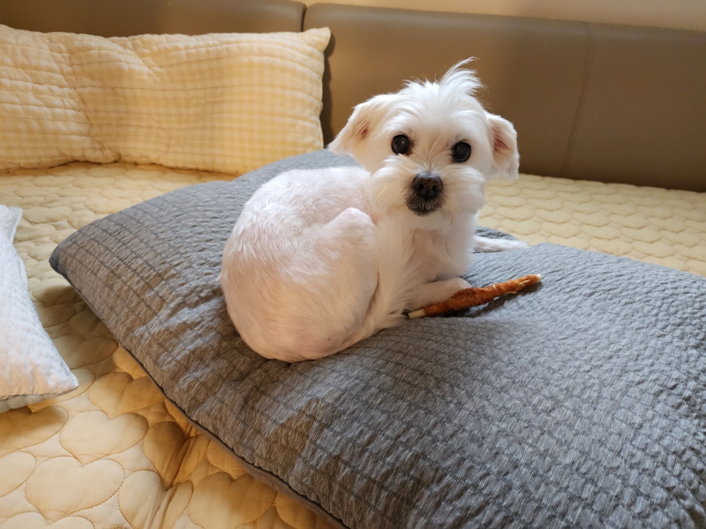 너 T야? 응 나 T야! 큐T, 프리T, 린T~~♡ [1년 입양후기]