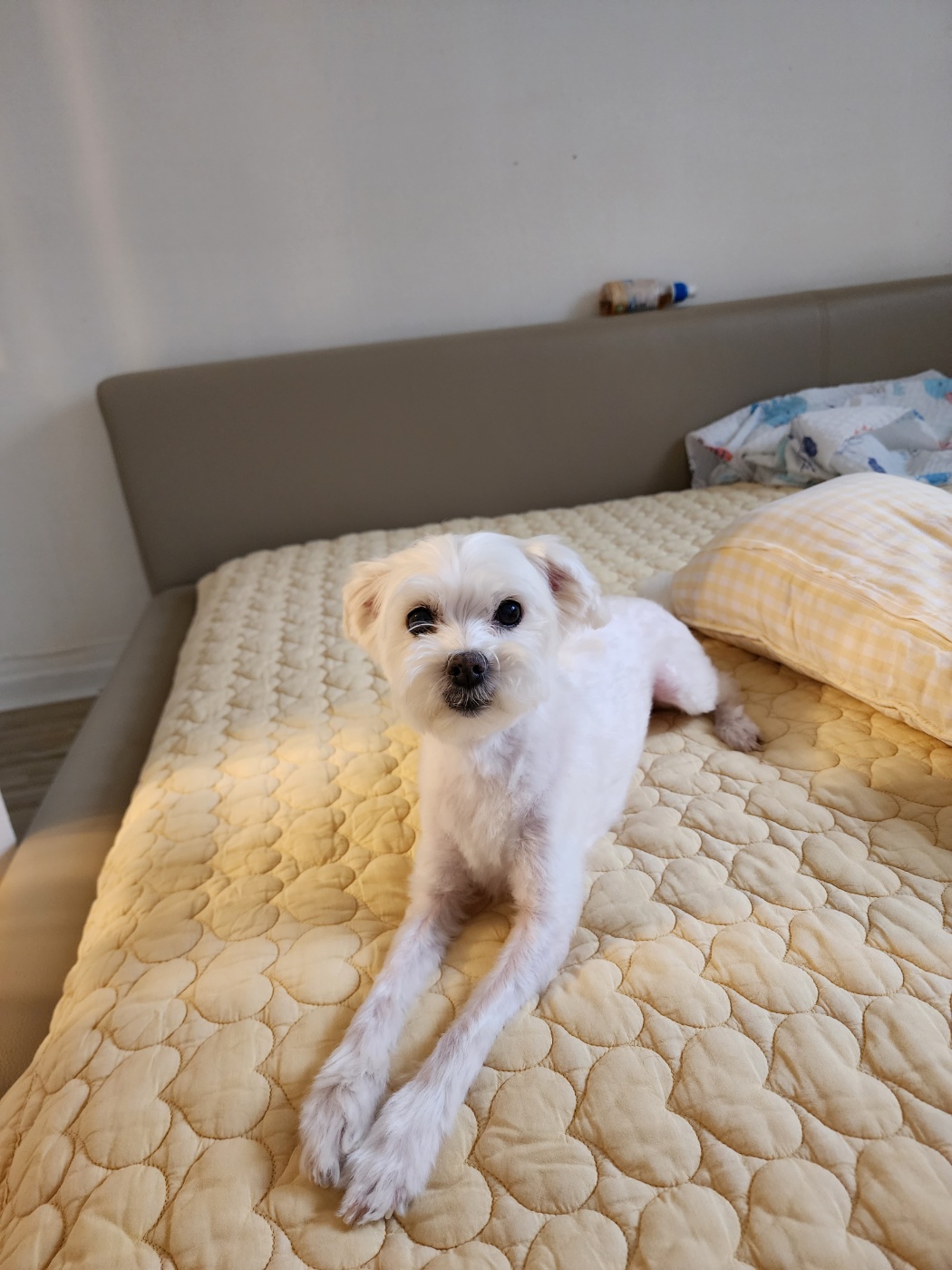 너 T야? 응 나 T야! 큐T, 프리T, 린T~~♡ [1년 입양후기]