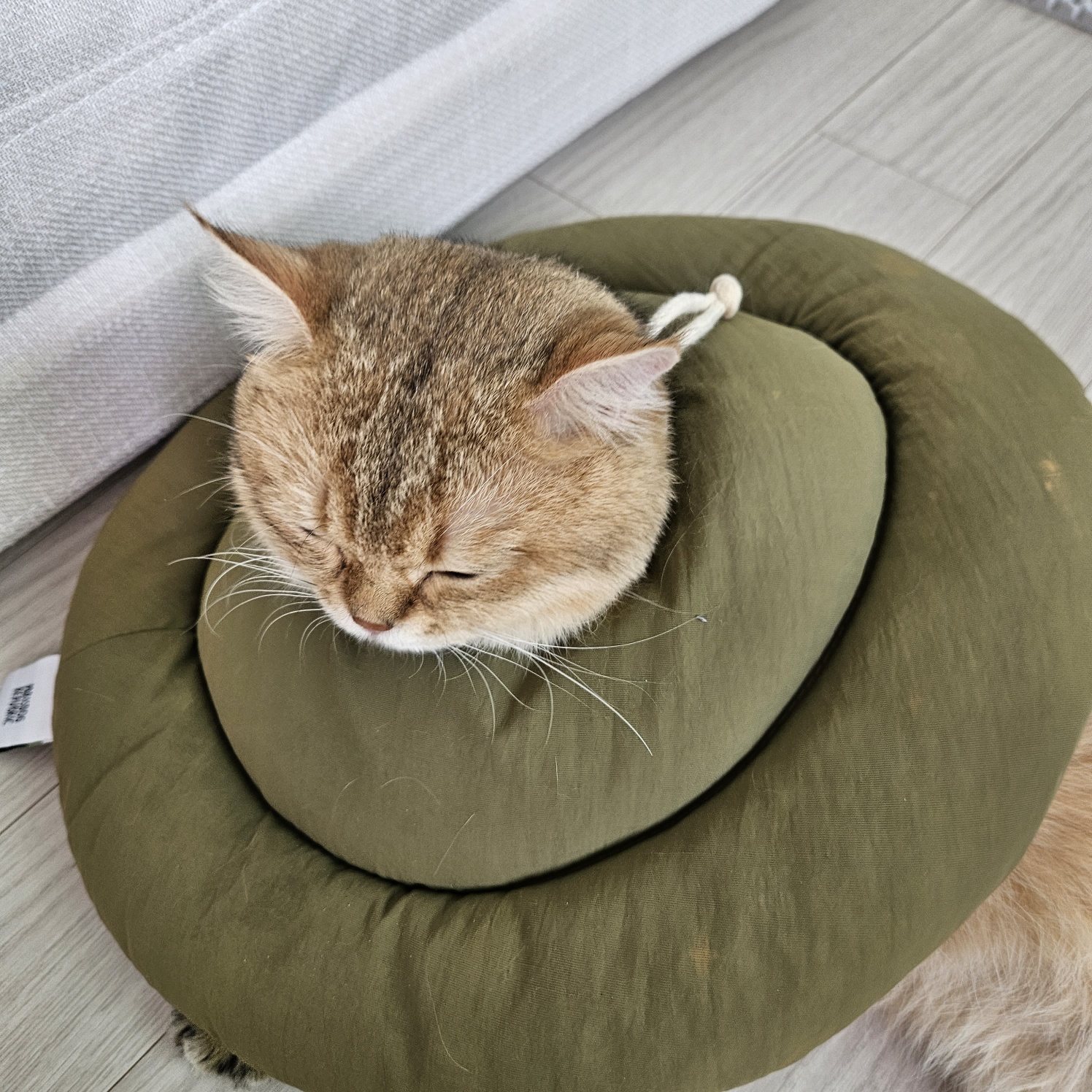 저희집 둘째 두부의 일주일차 이야기~