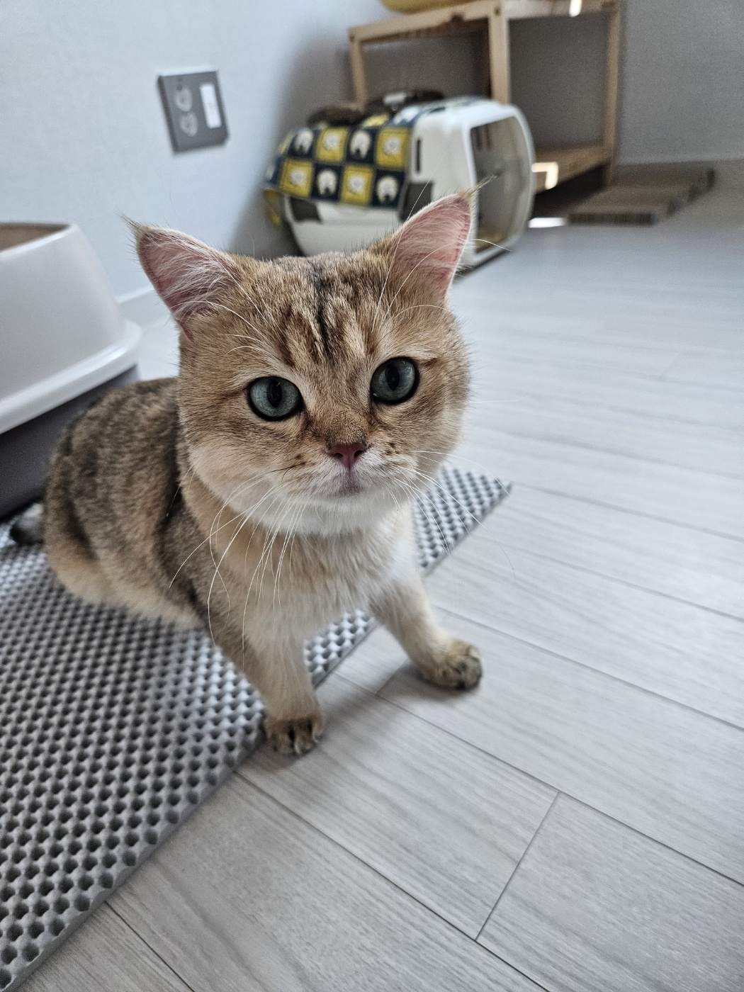 저희집 둘째 두부의 일주일차 이야기~