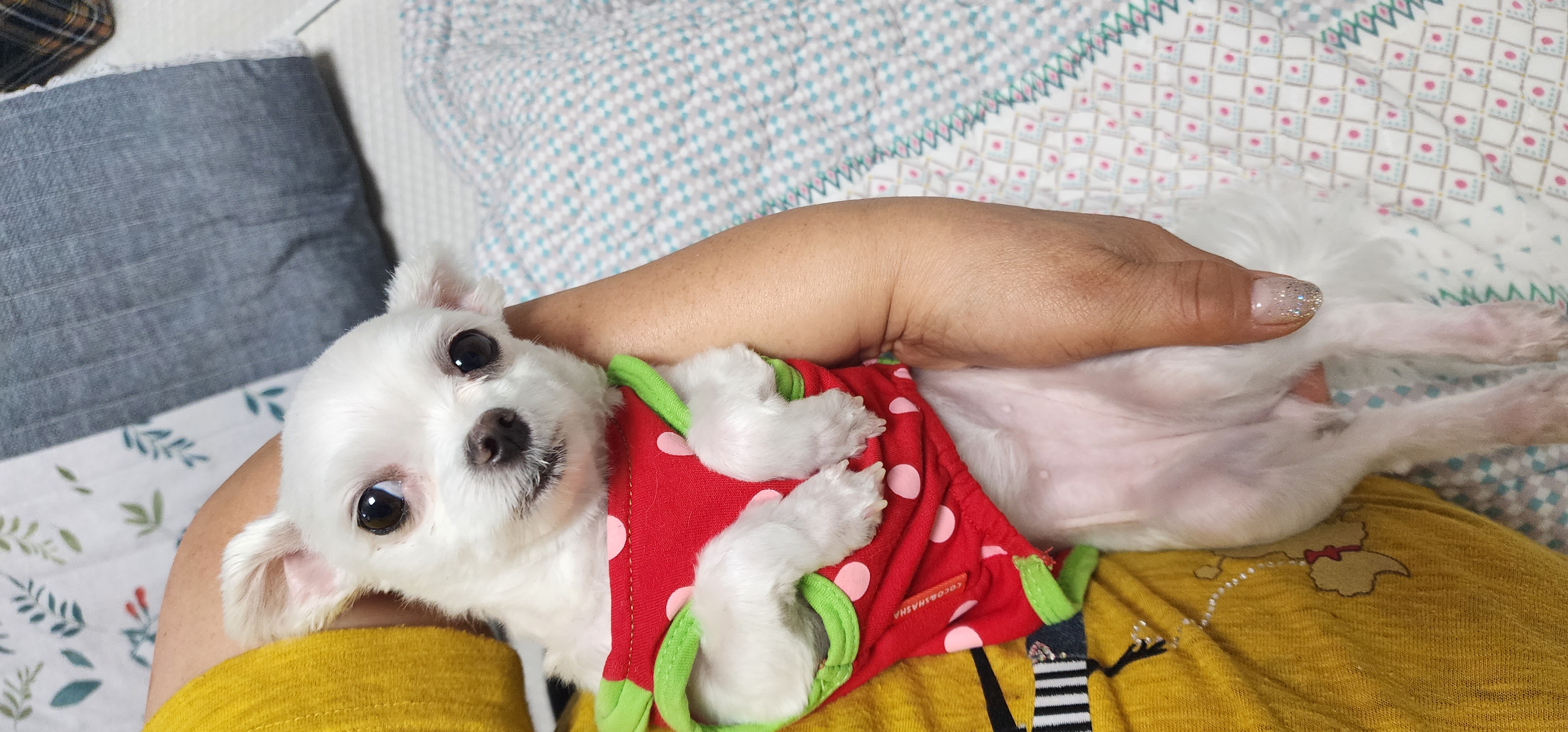 1년차  아산구조견엄지