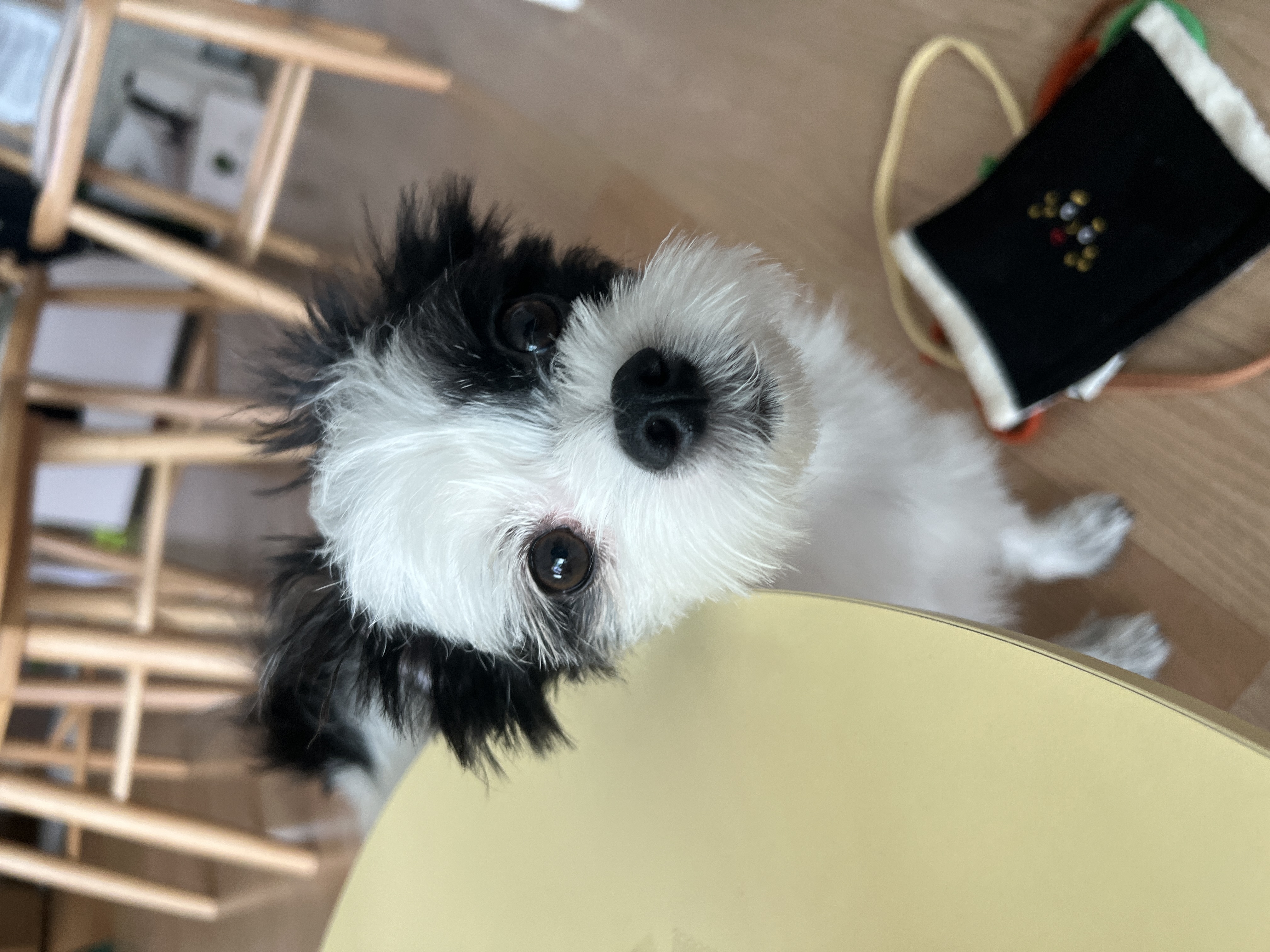 양주 라이카와 아산 리코(포포) 의 근황💛