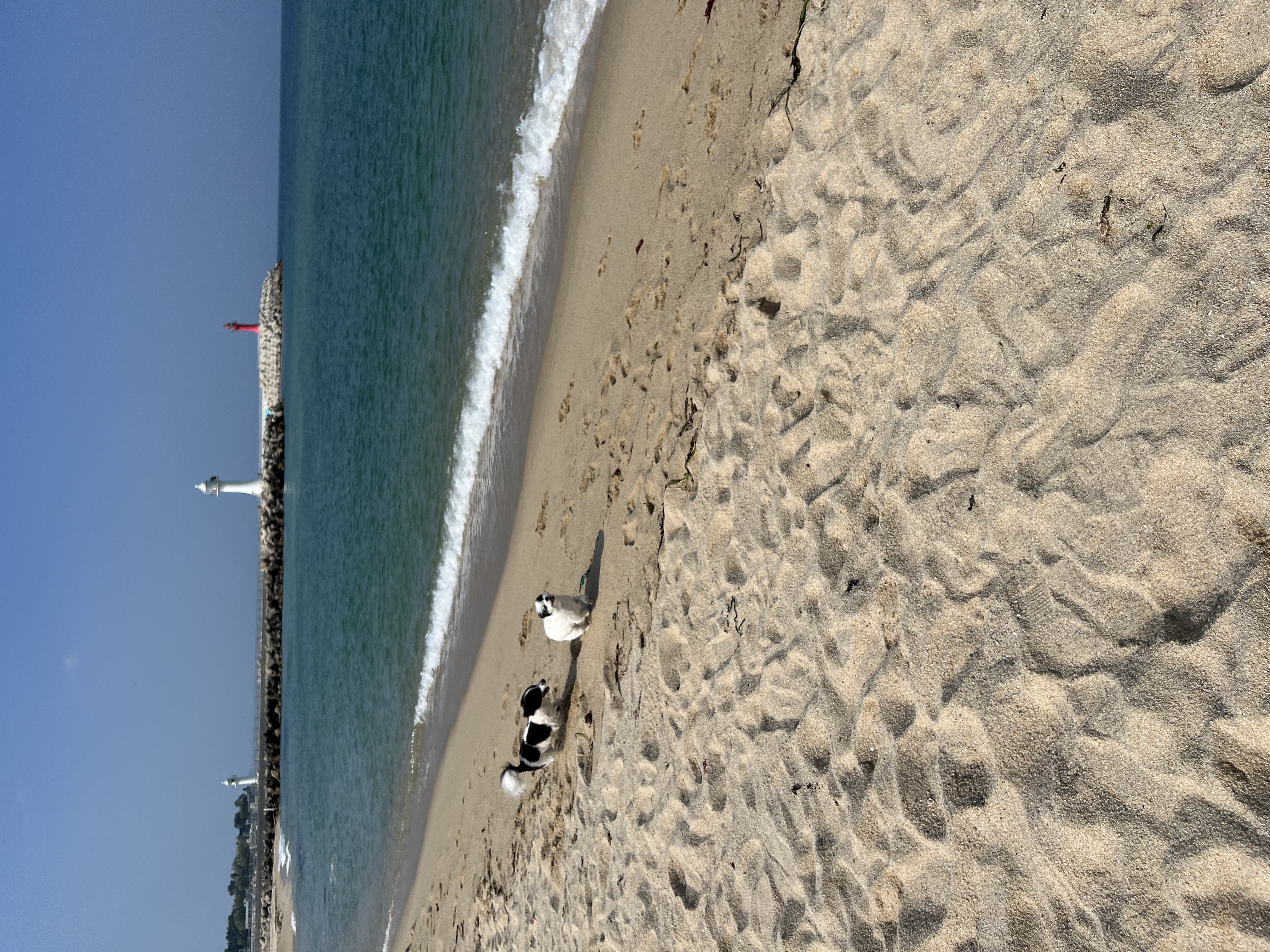 양주 라이카와 아산 리코(포포) 의 근황💛