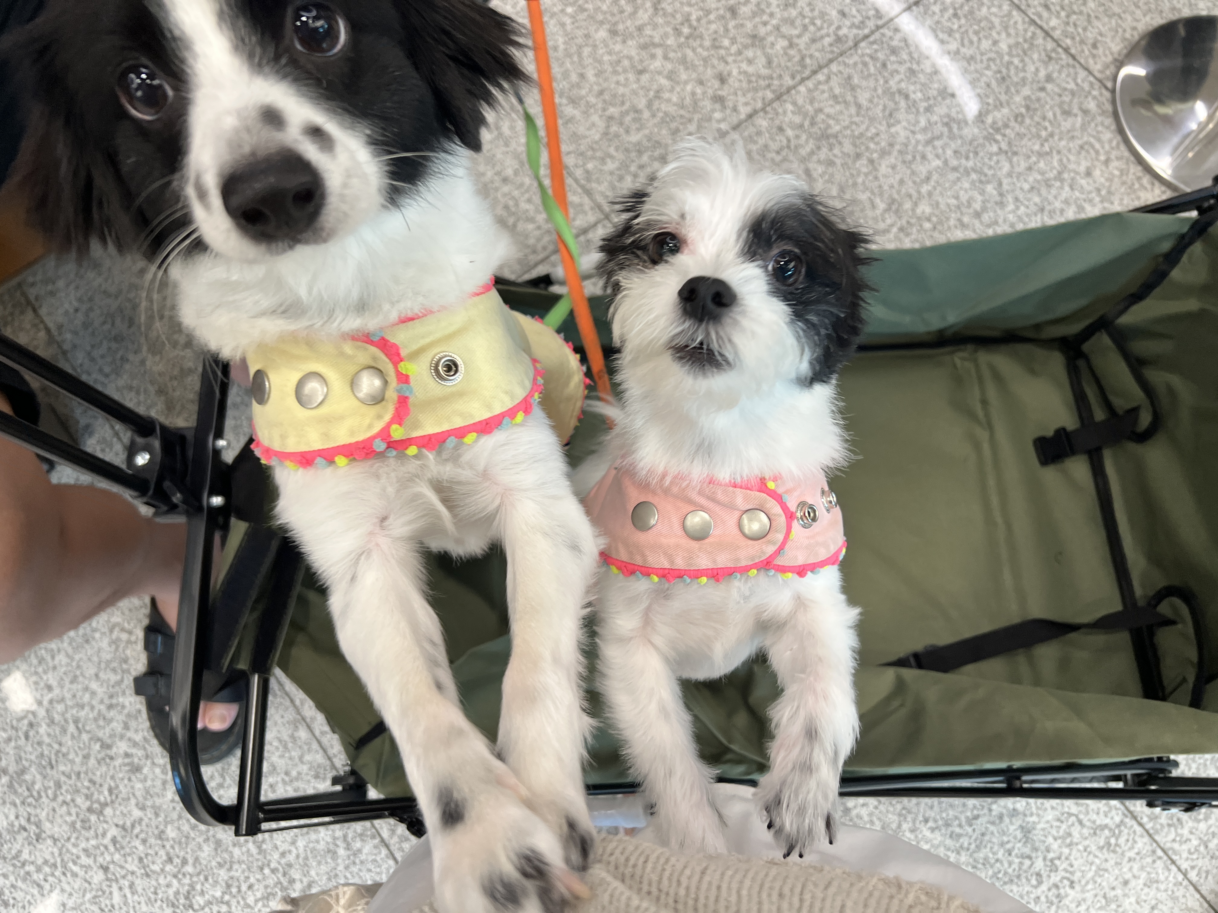 양주 라이카와 아산 리코(포포) 의 근황💛