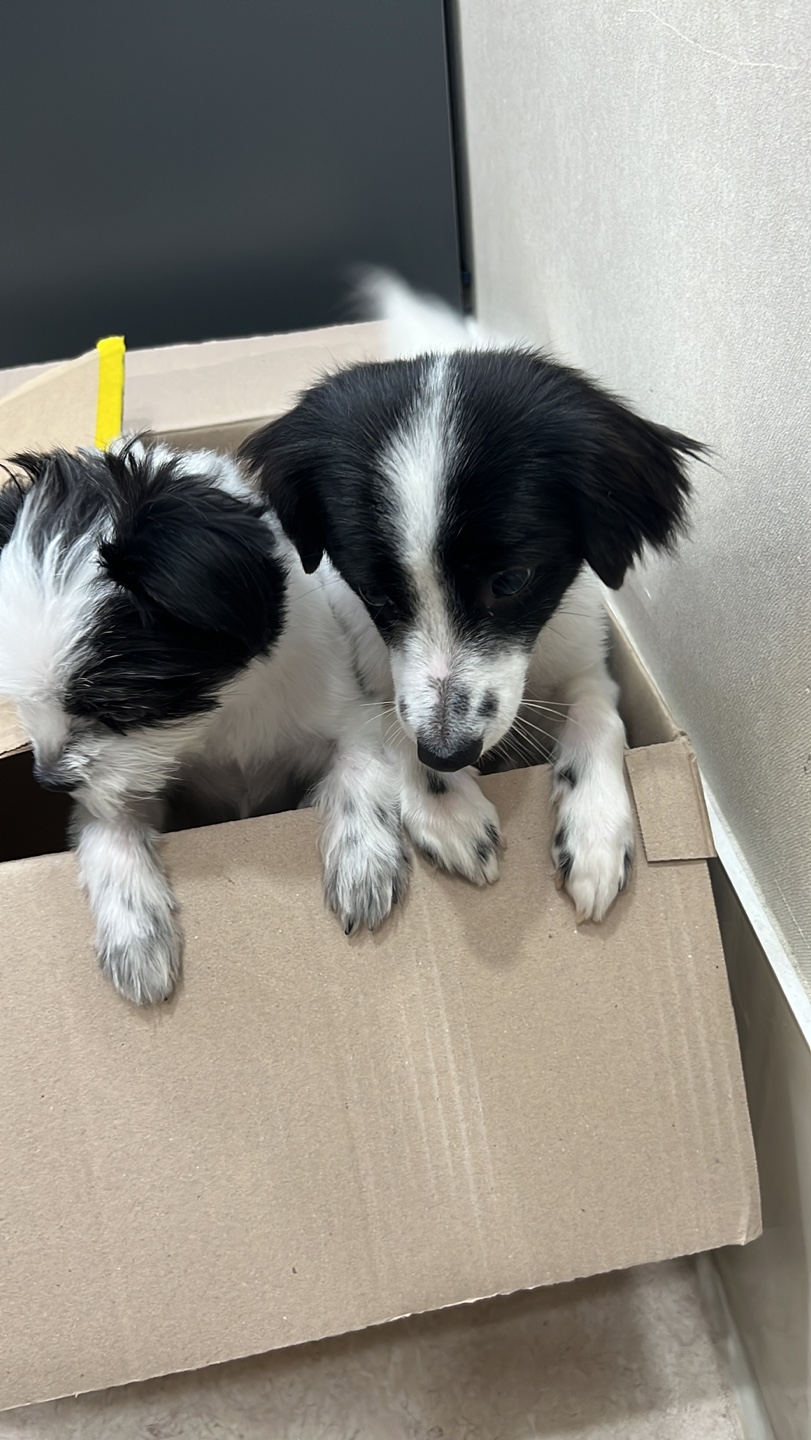 양주 라이카와 아산 리코(포포) 의 근황💛