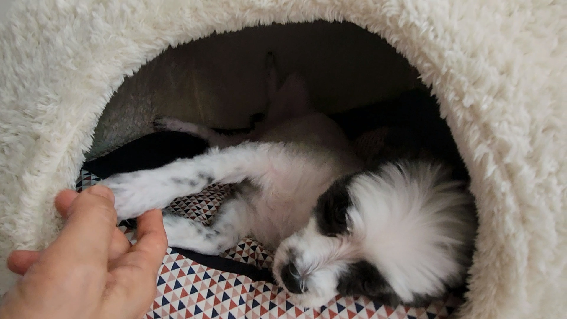 애교쟁이 포유~♡