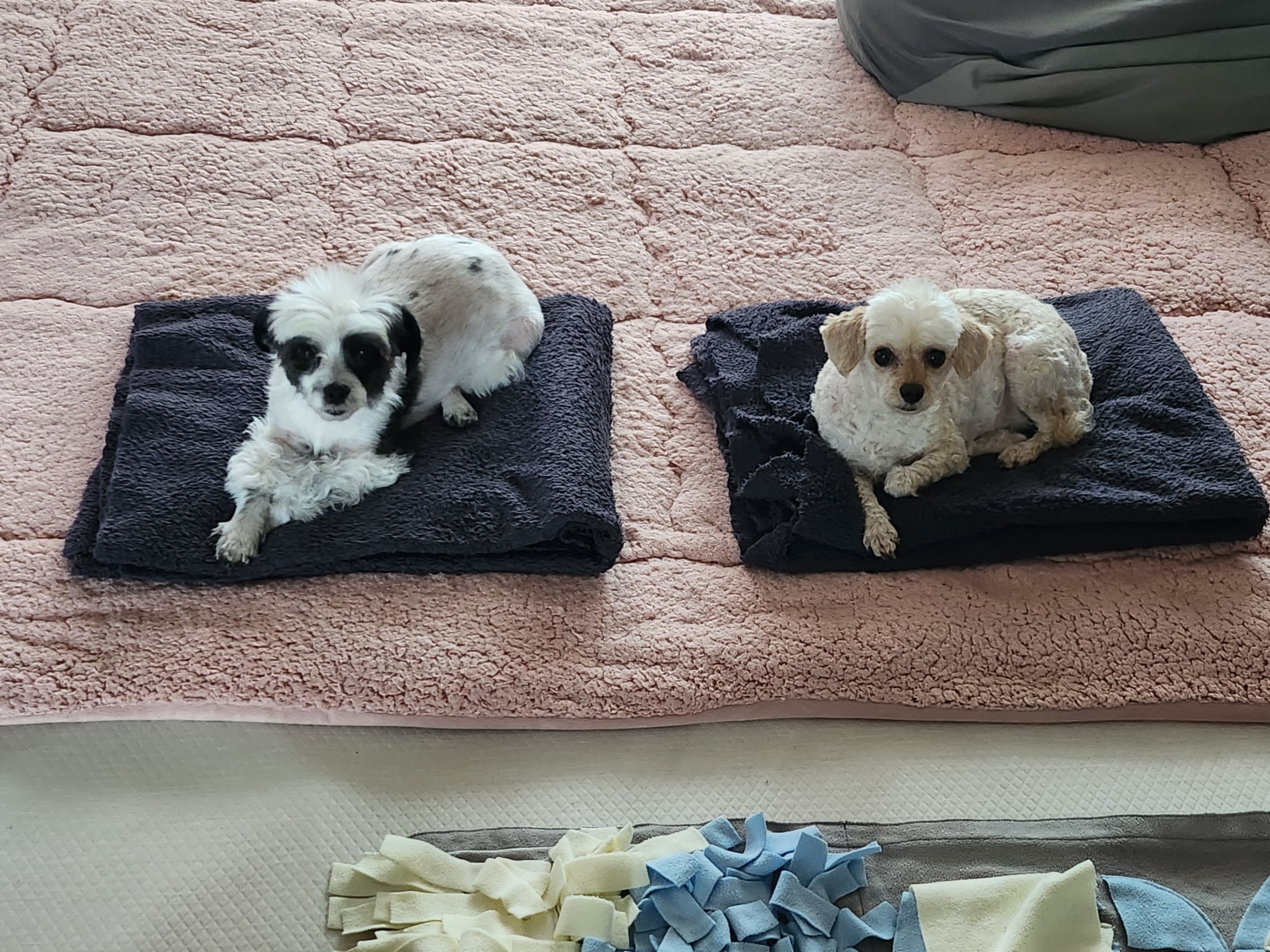 애교쟁이 포유~♡