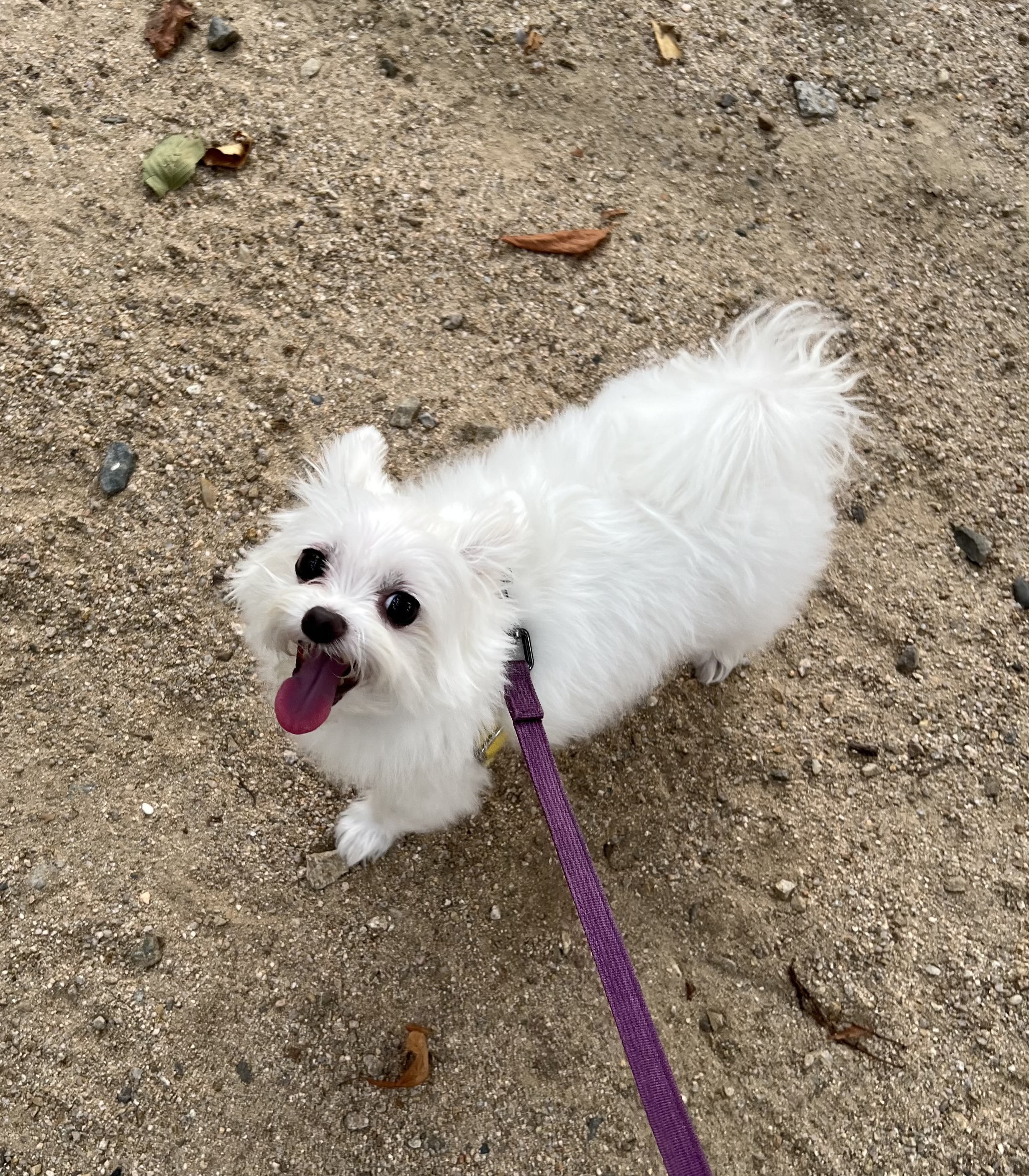 아산구조견 아름이(구:나희) ^^