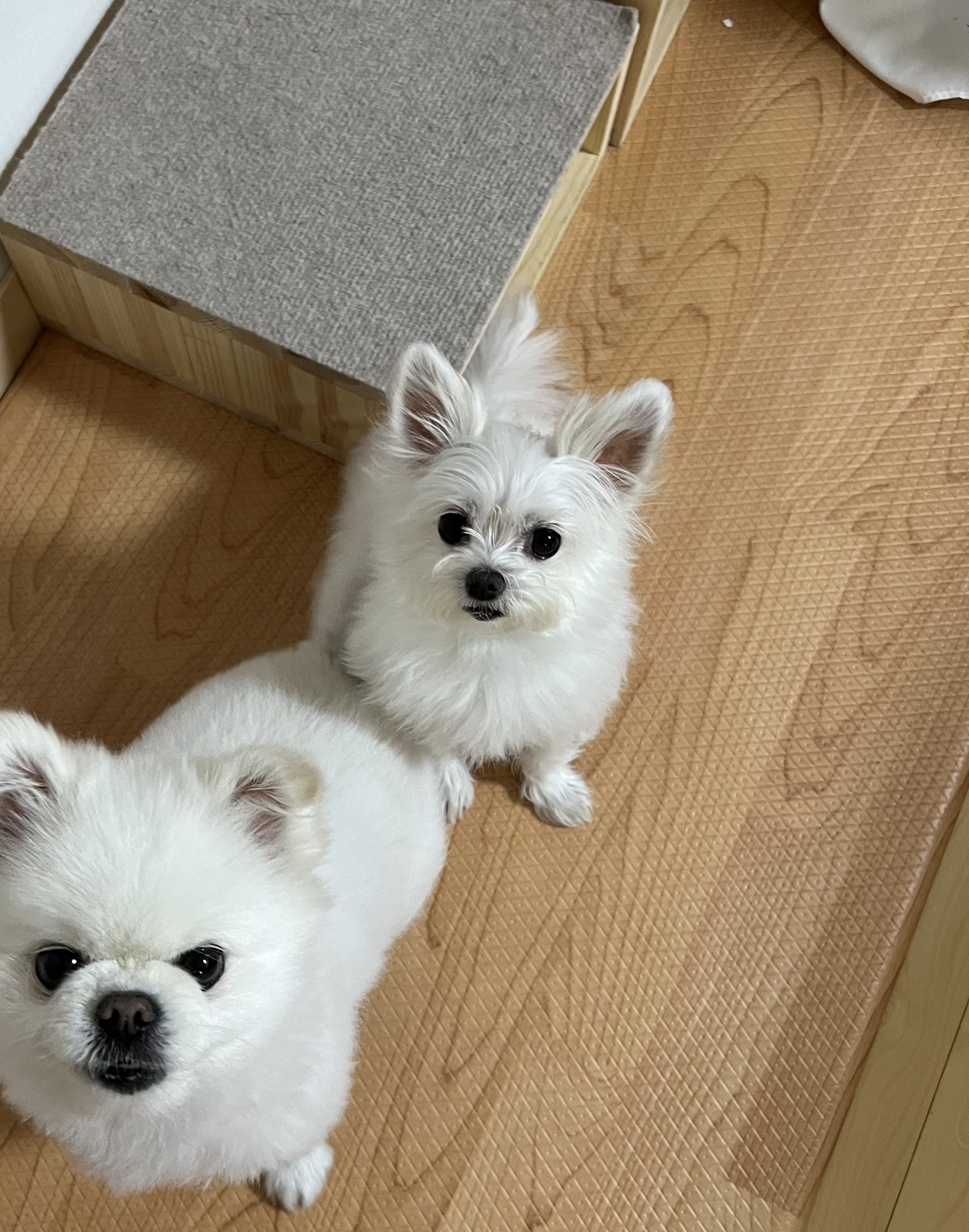 아산구조견 아름이(구:나희) ^^