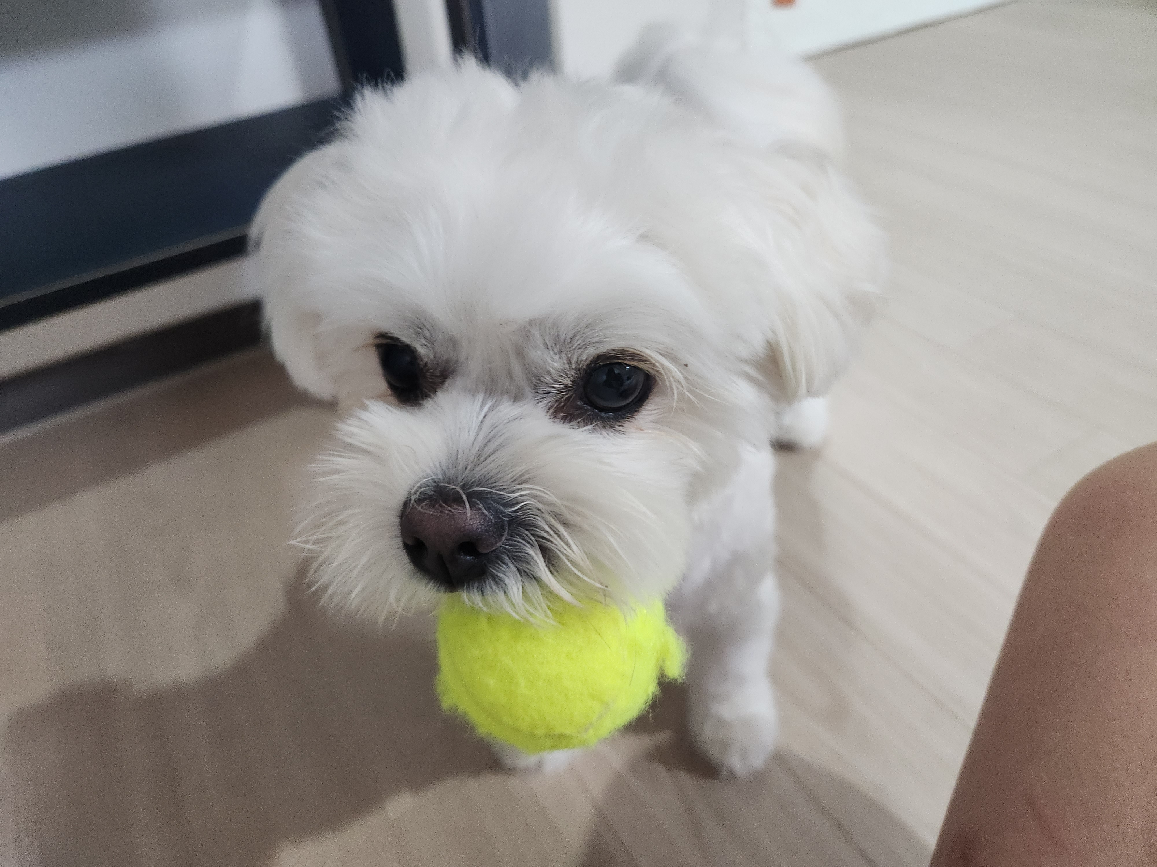 두유(포청) 입양12개월 생활기