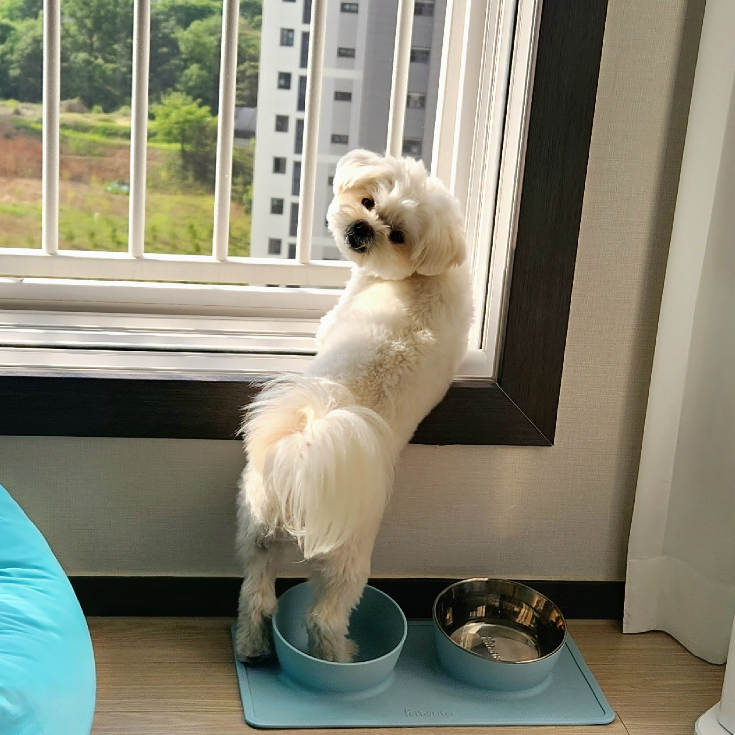 두유(포청) 입양12개월 생활기