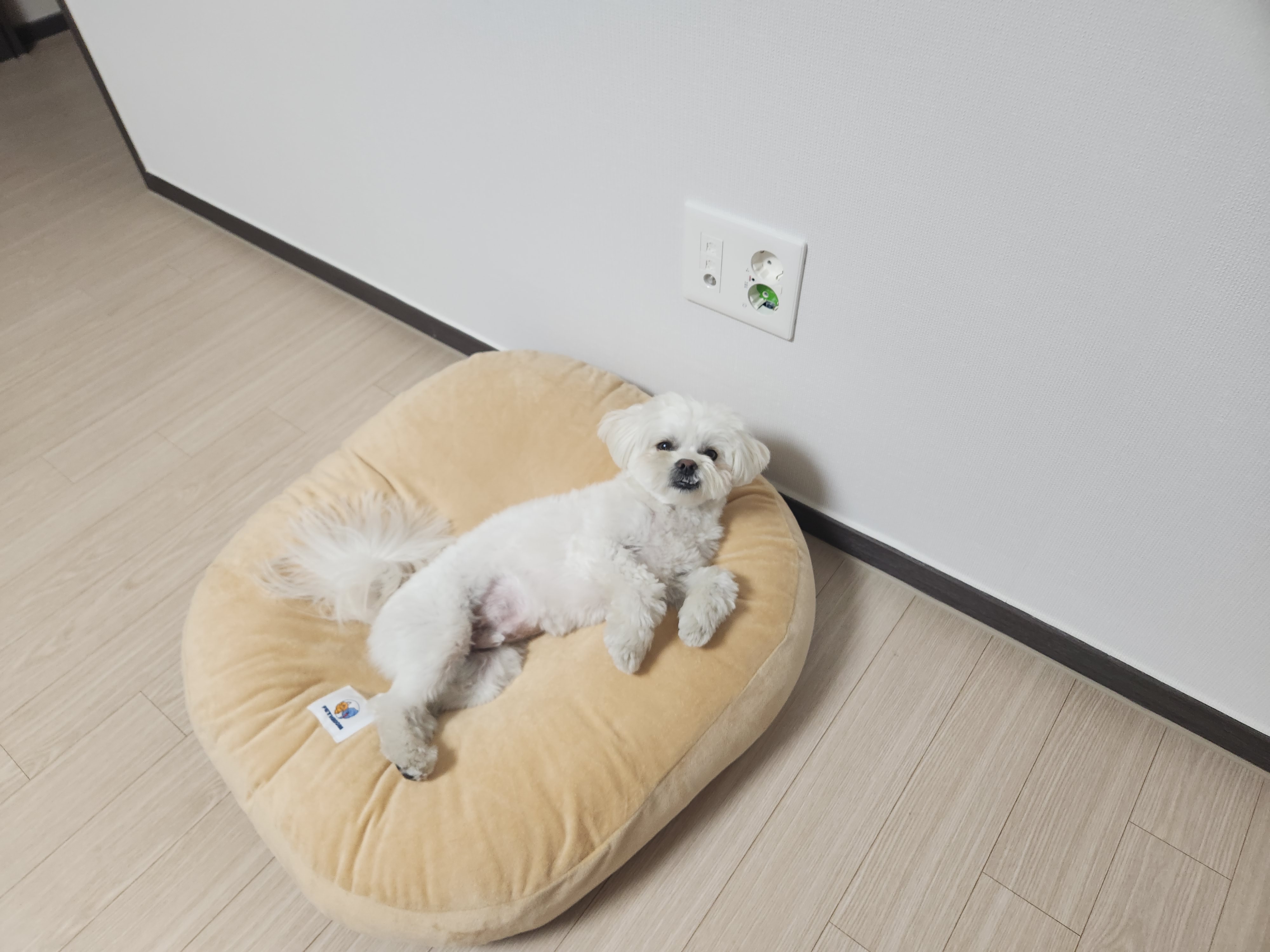 두유(포청) 입양12개월 생활기