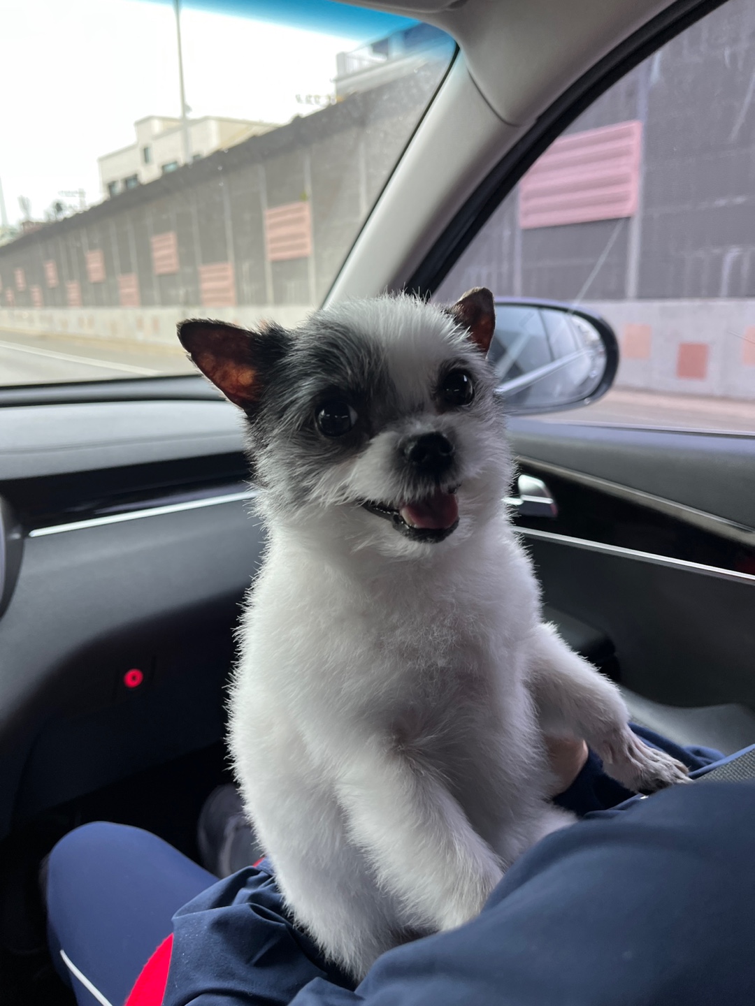 아산구조견 콩순이 입양 1년차