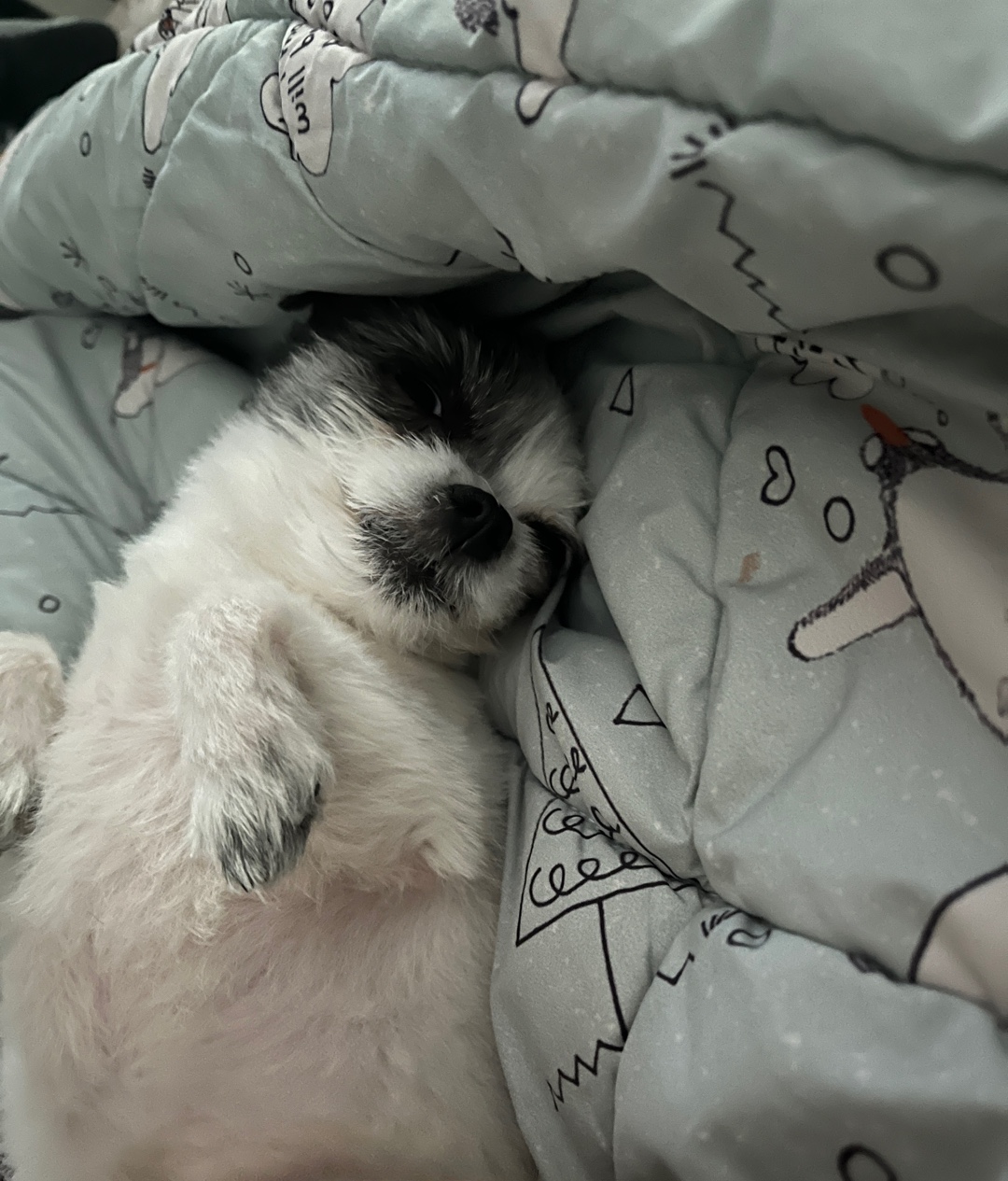 아산구조견 콩순이 입양 1년차