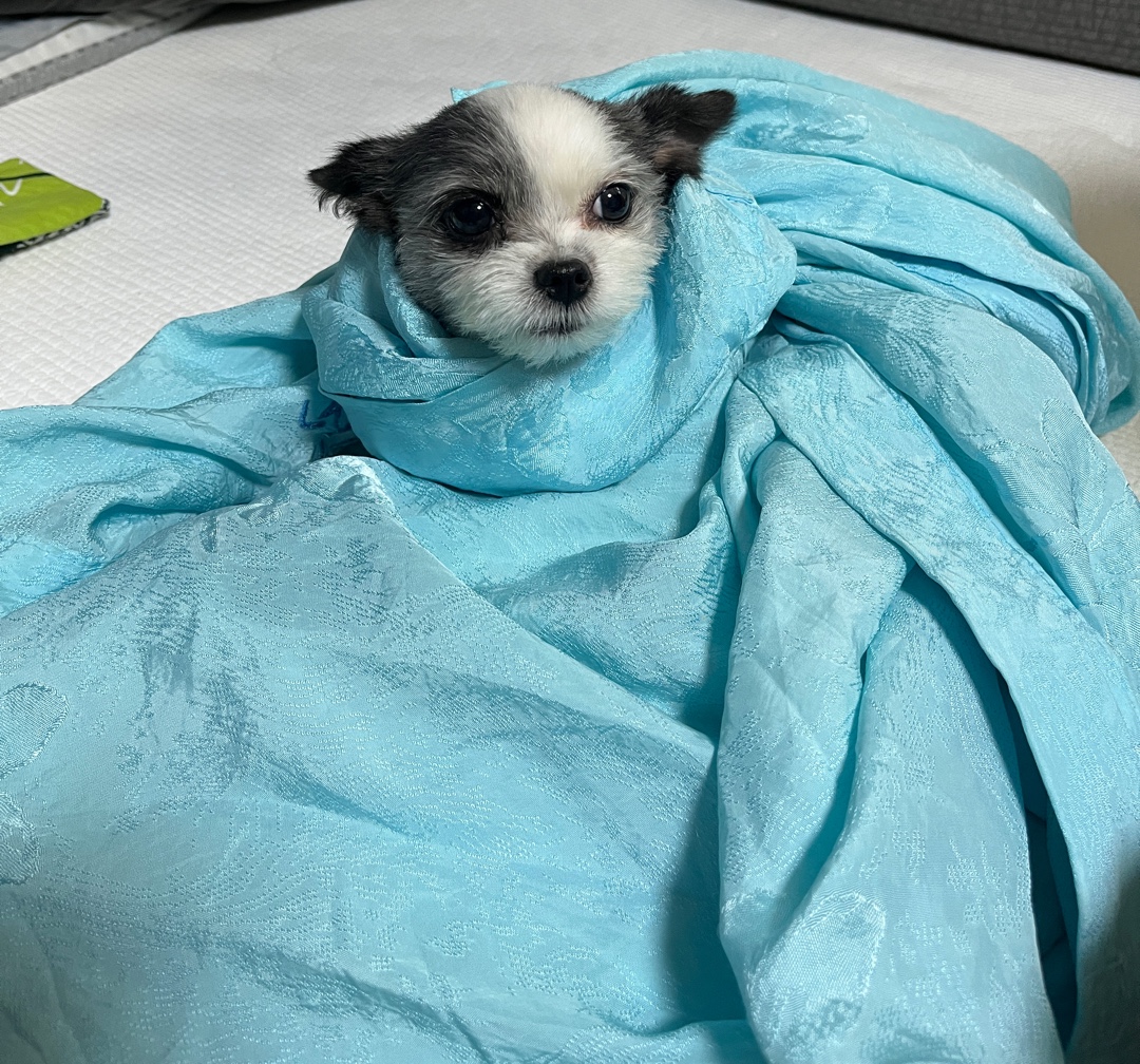 아산구조견 콩순이 입양 1년차