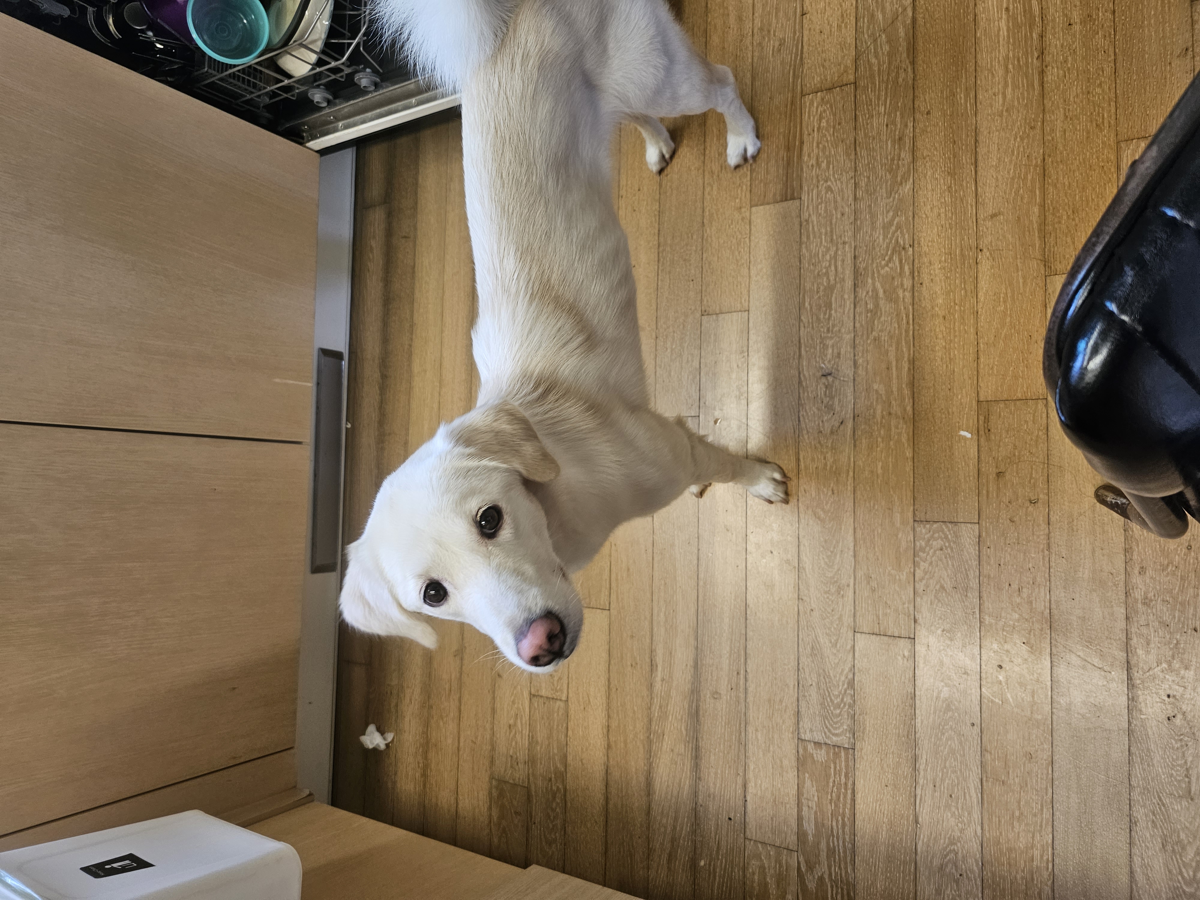 하양이(시도) 입양2년차 입니다