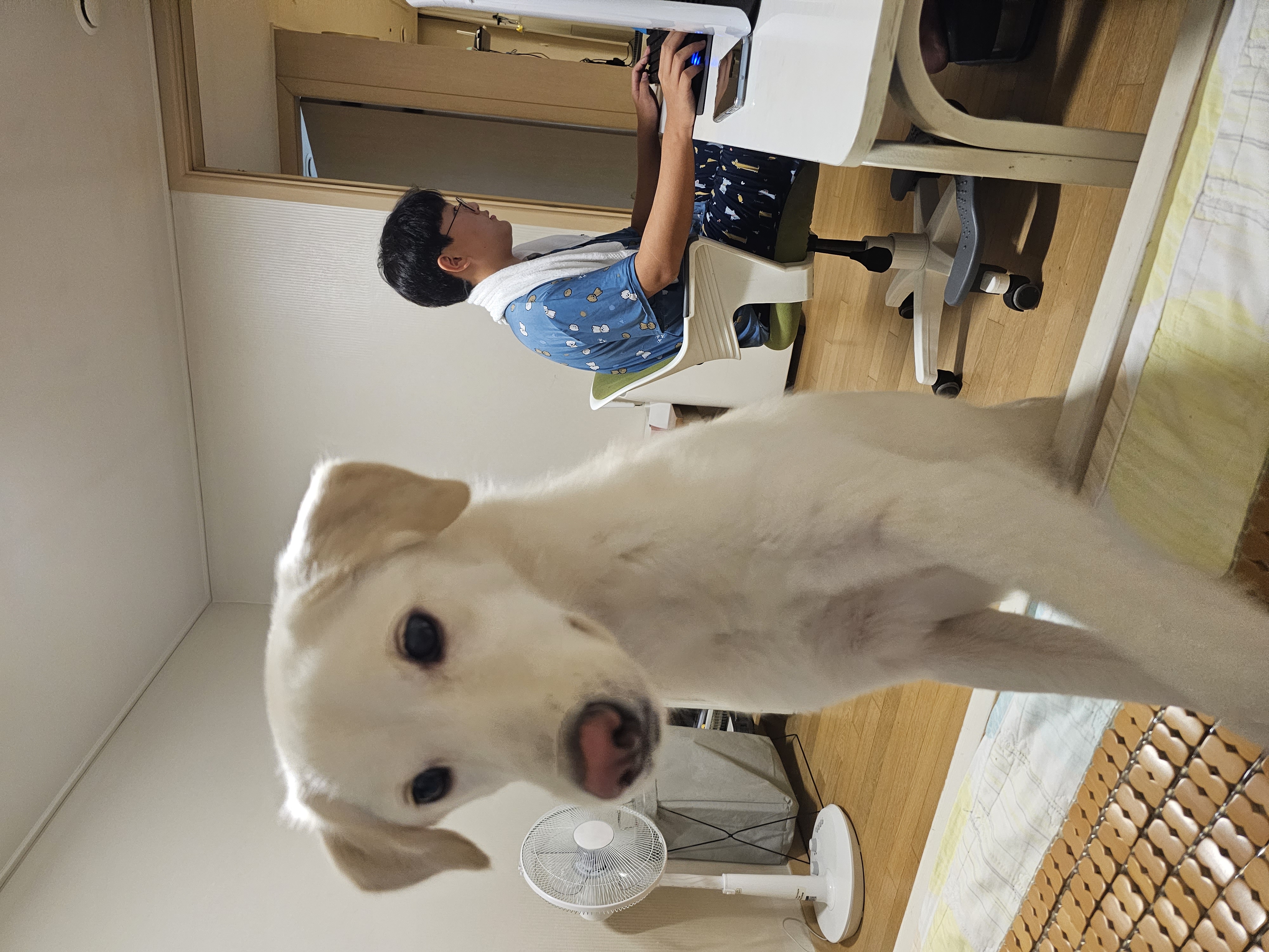 하양이(시도) 입양2년차 입니다