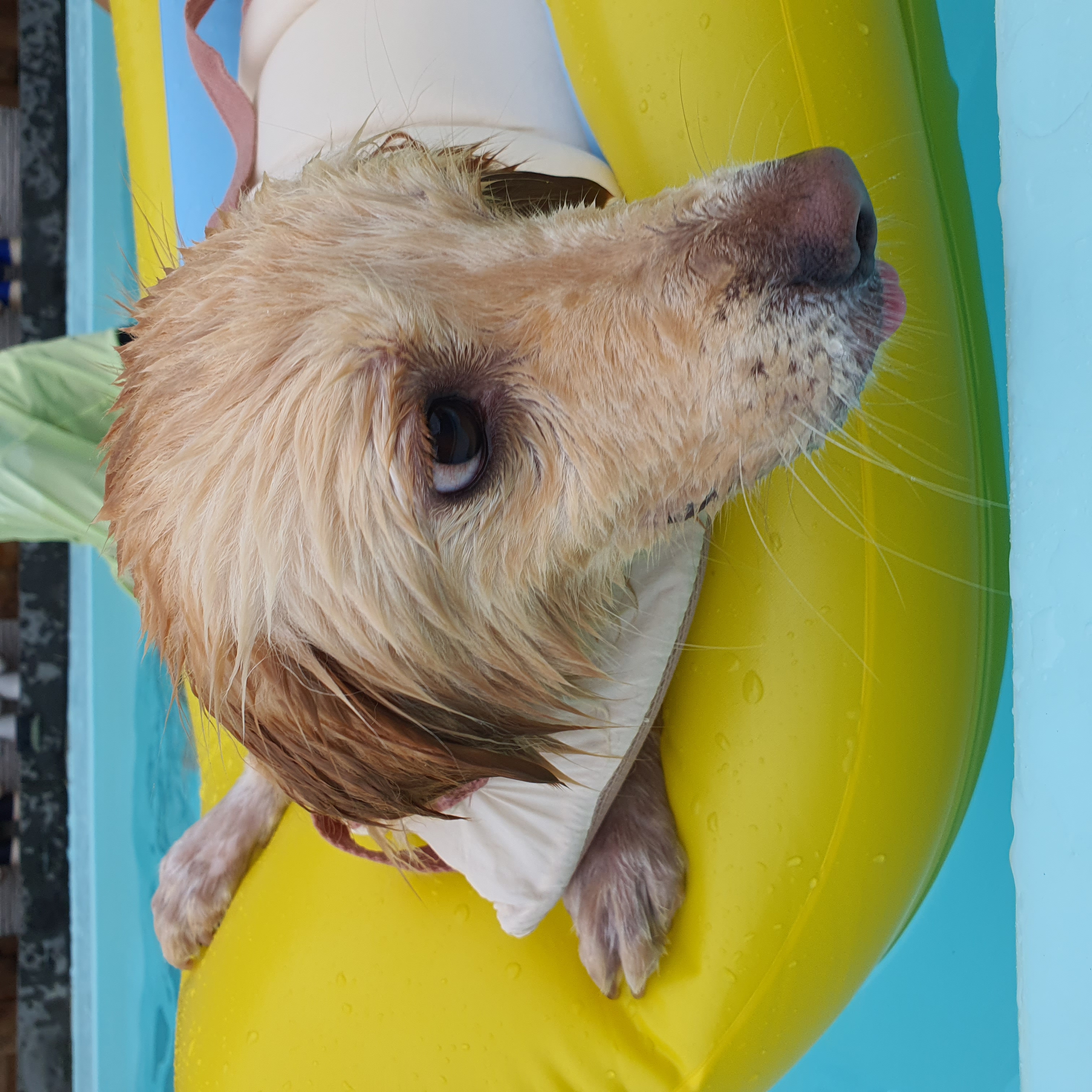 자몽이(구 육콩이)와 함께한 3개월