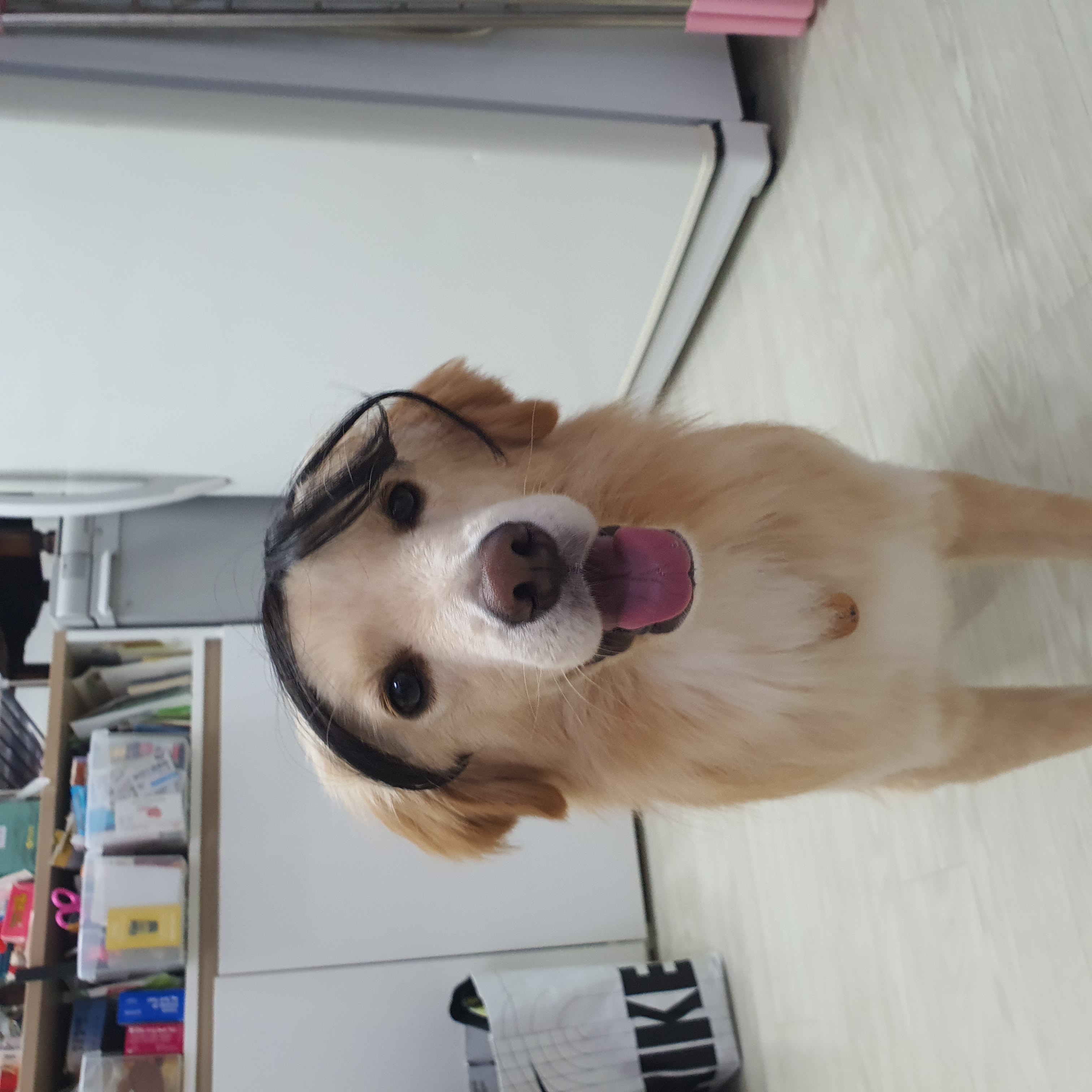 자몽이(구 육콩이)와 함께한 3개월