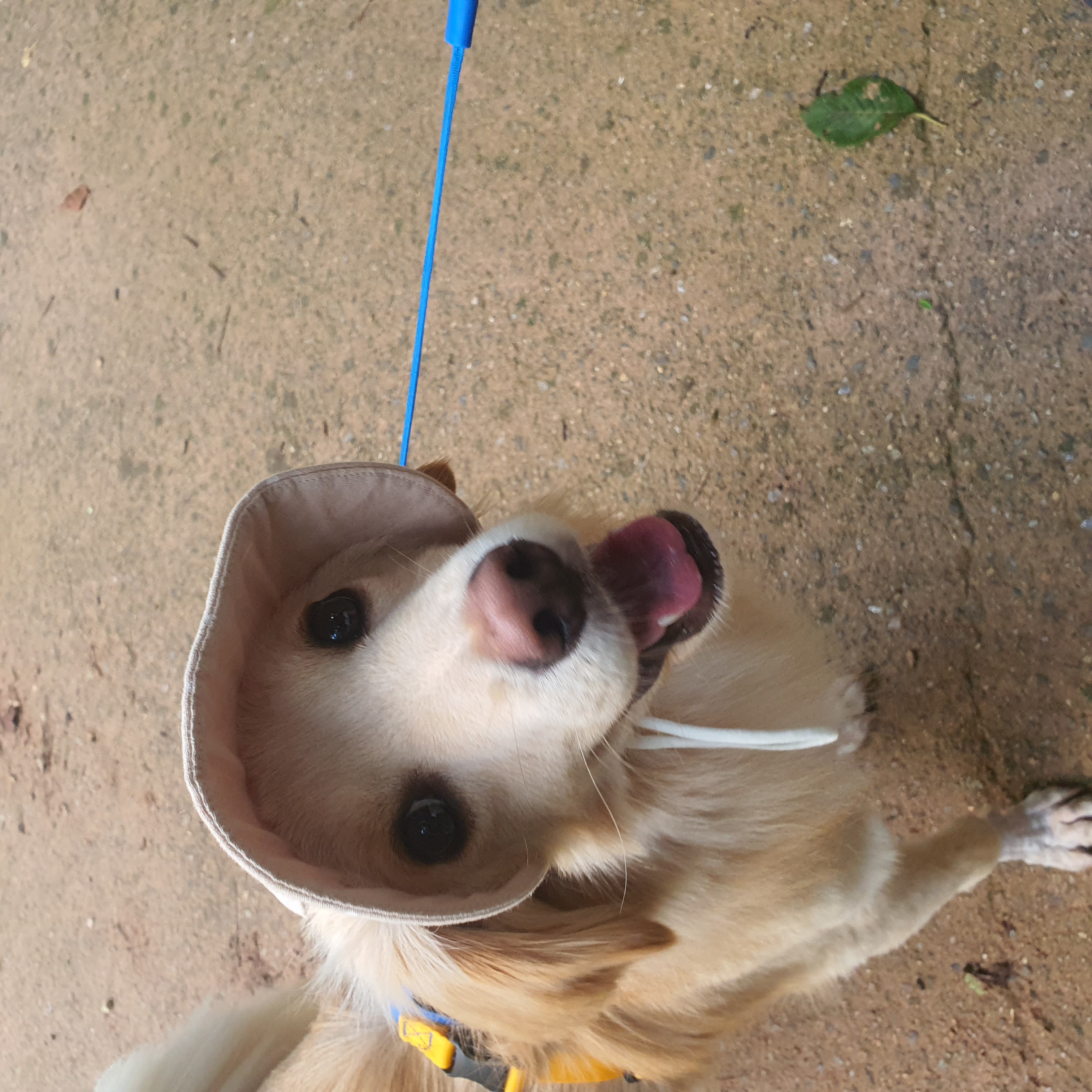 자몽이(구 육콩이)와 함께한 3개월